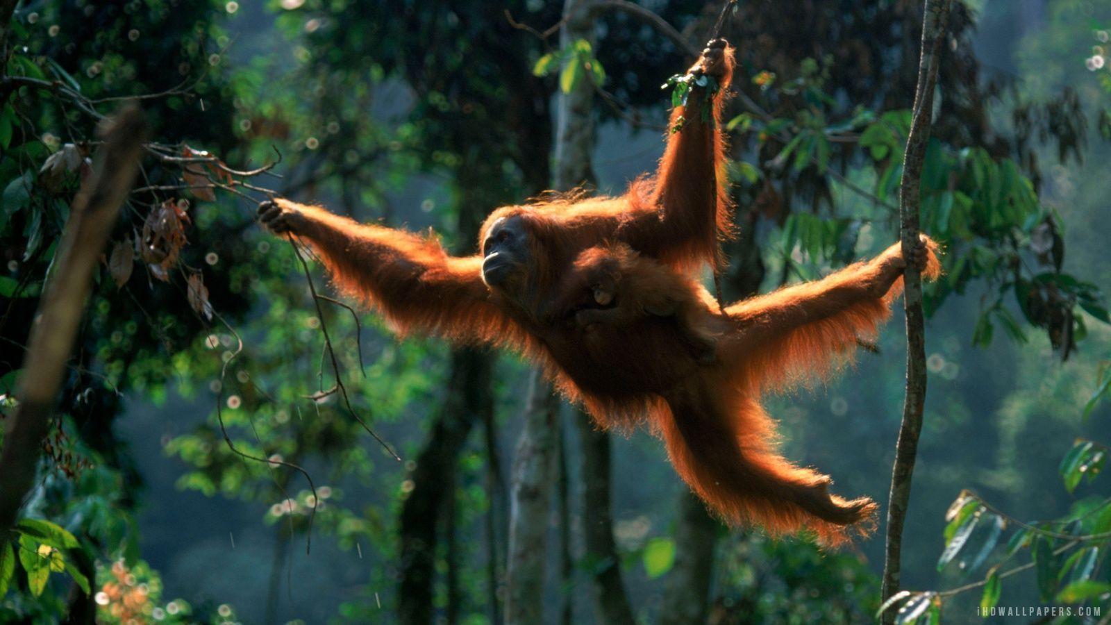 Sumatran orangutan HD Wallpaper