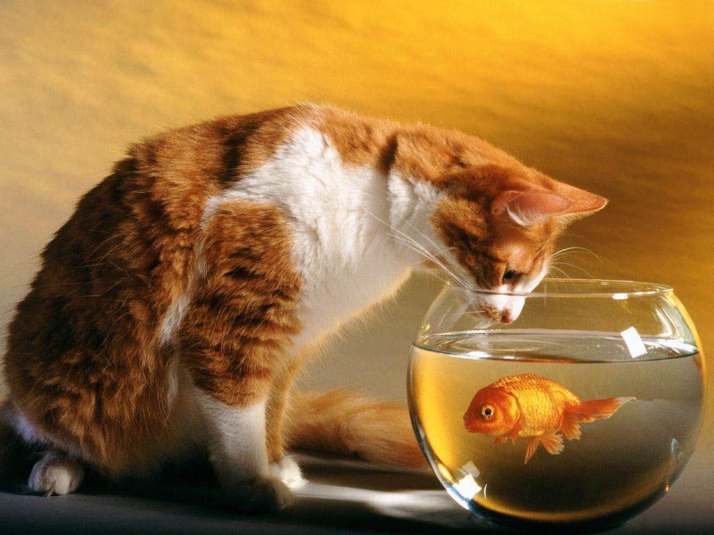 Wallpaper Animals 6. Smitwallpaper