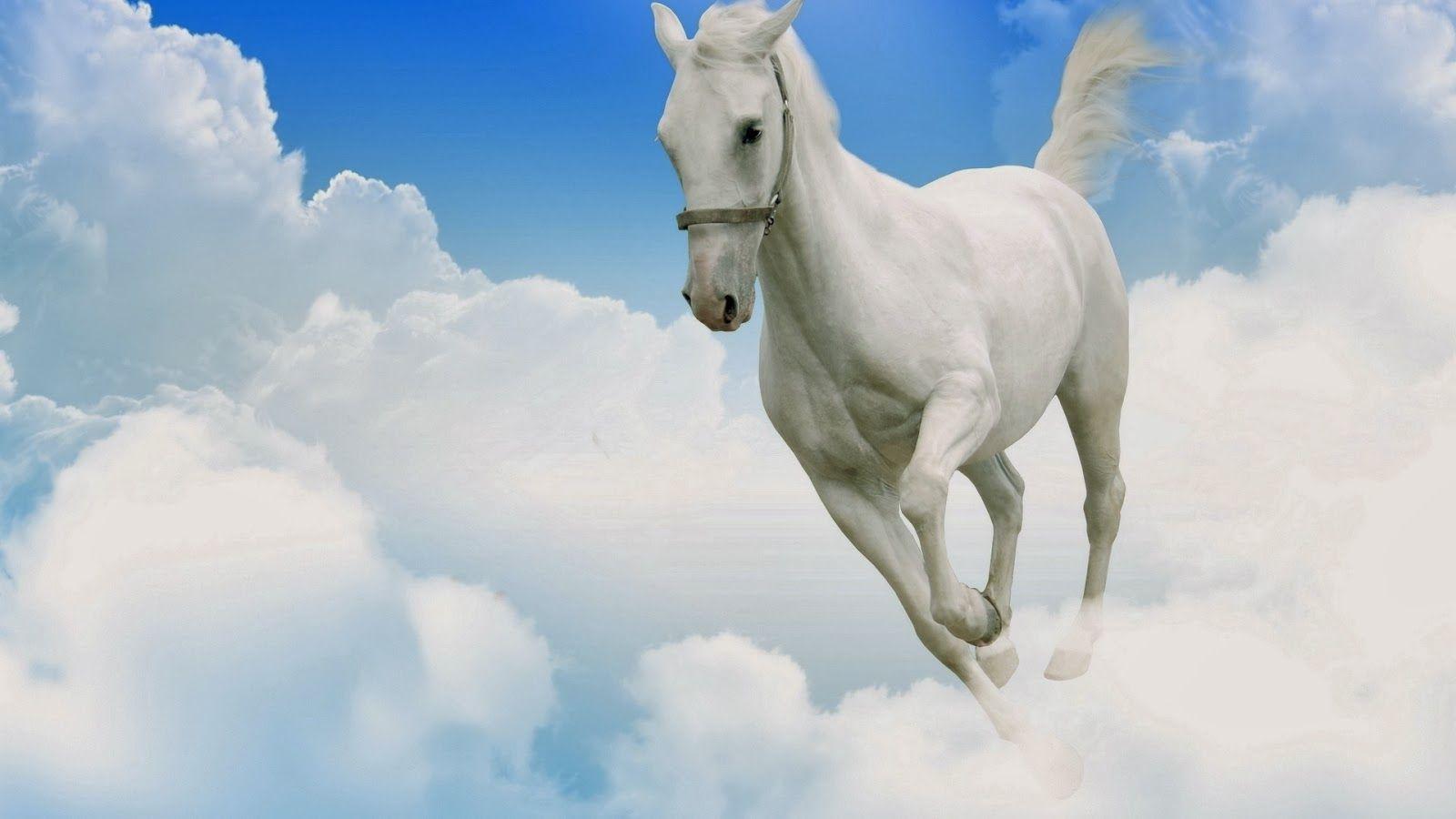 White Horse Wallpaper. Wide Wallpaper For You