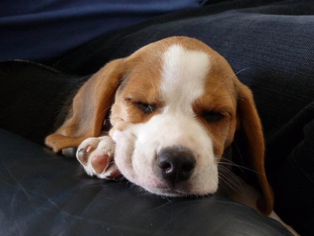 Beagle Puppy HD Wallpaper Wallpaper Inn