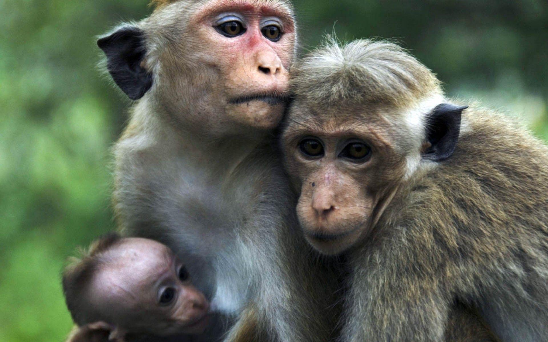 Смешные фото про обезьян