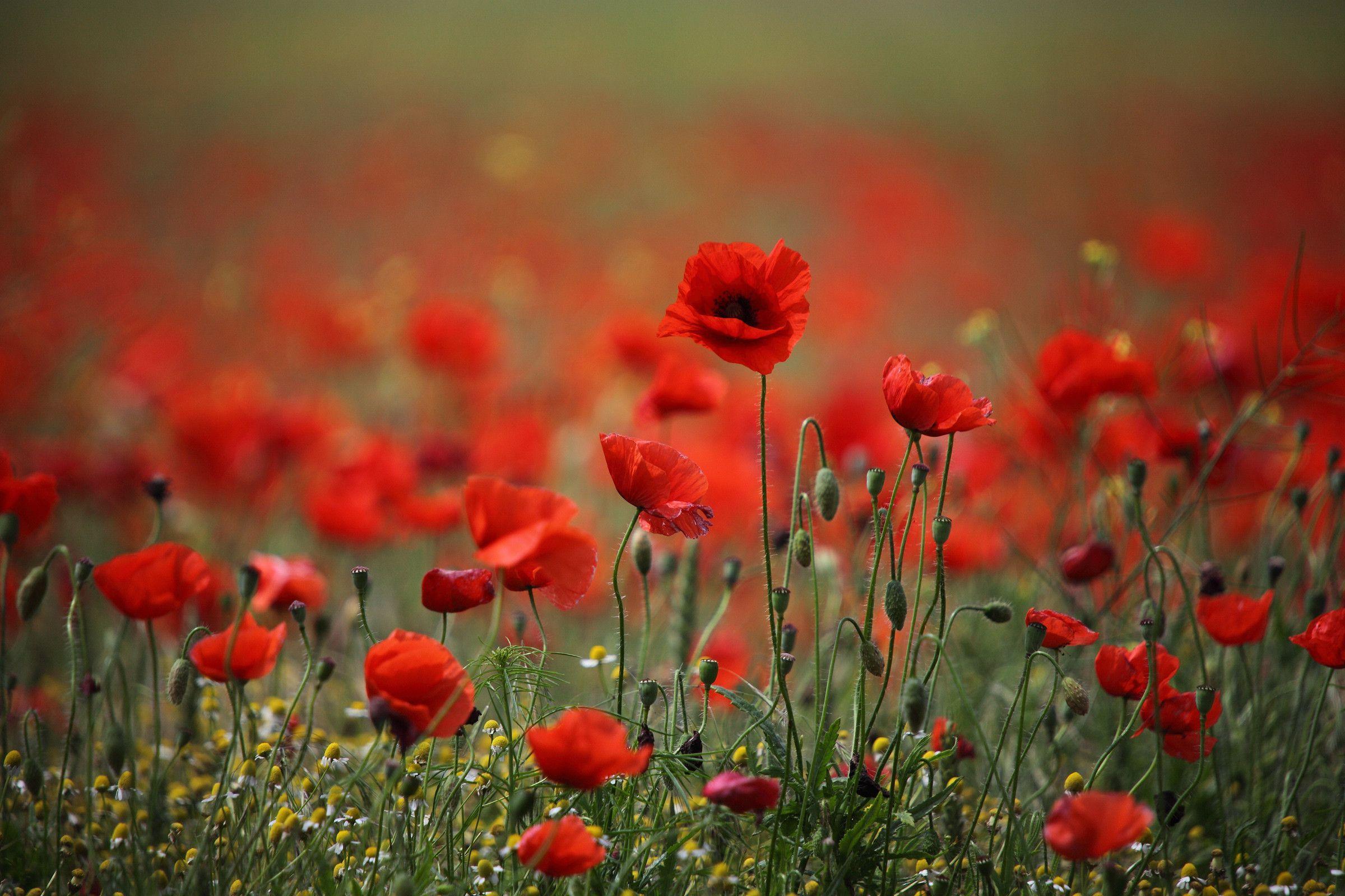 Flowers Red White Poppies HD Wallpaper Car Tuning