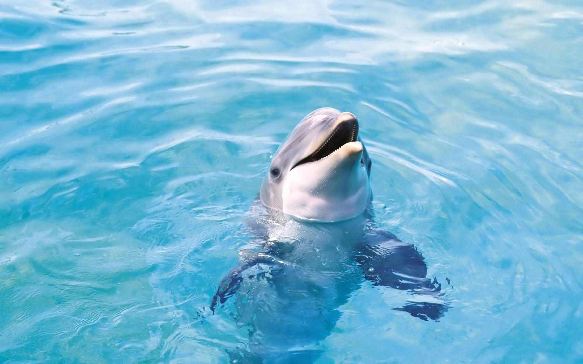 Desktop Wallpaper · Gallery · Animals · Bottlenose dolphin. Free