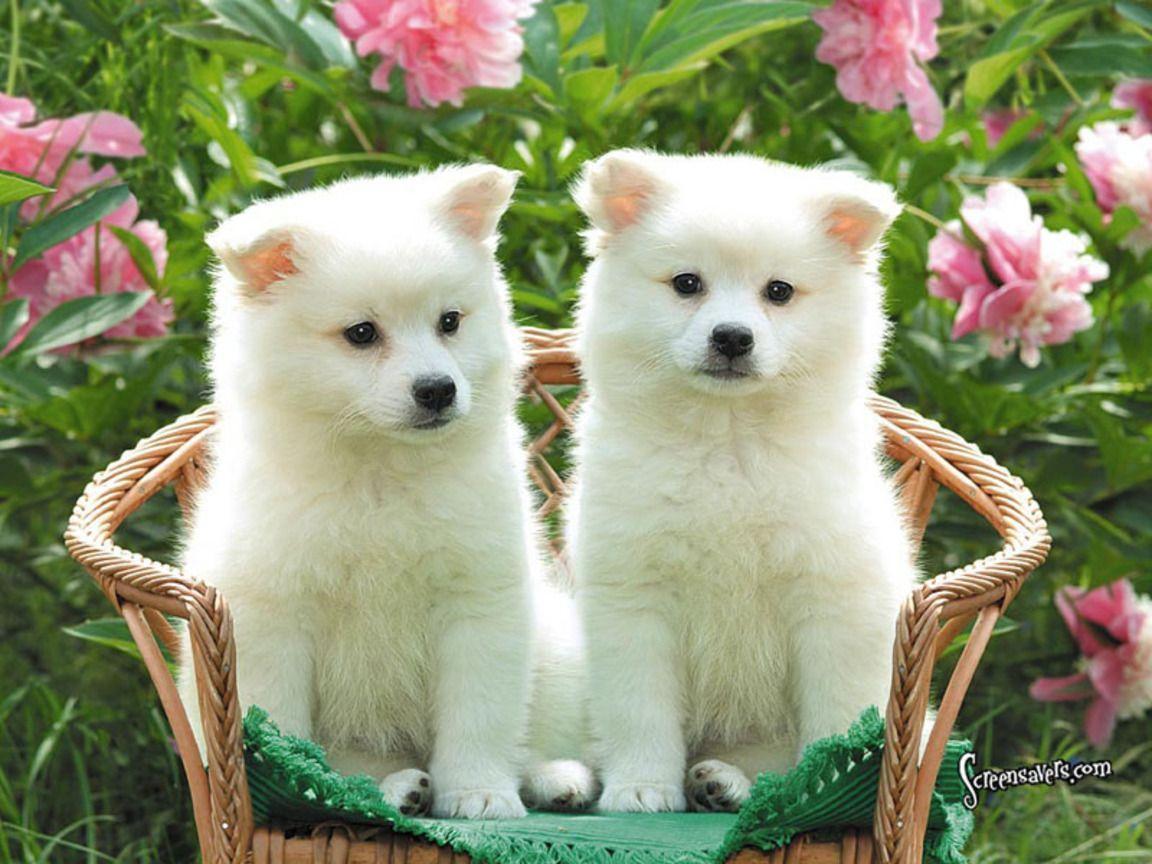 Cute White Fluffy Puppies Animal Picture HD Wallpaper. Animal