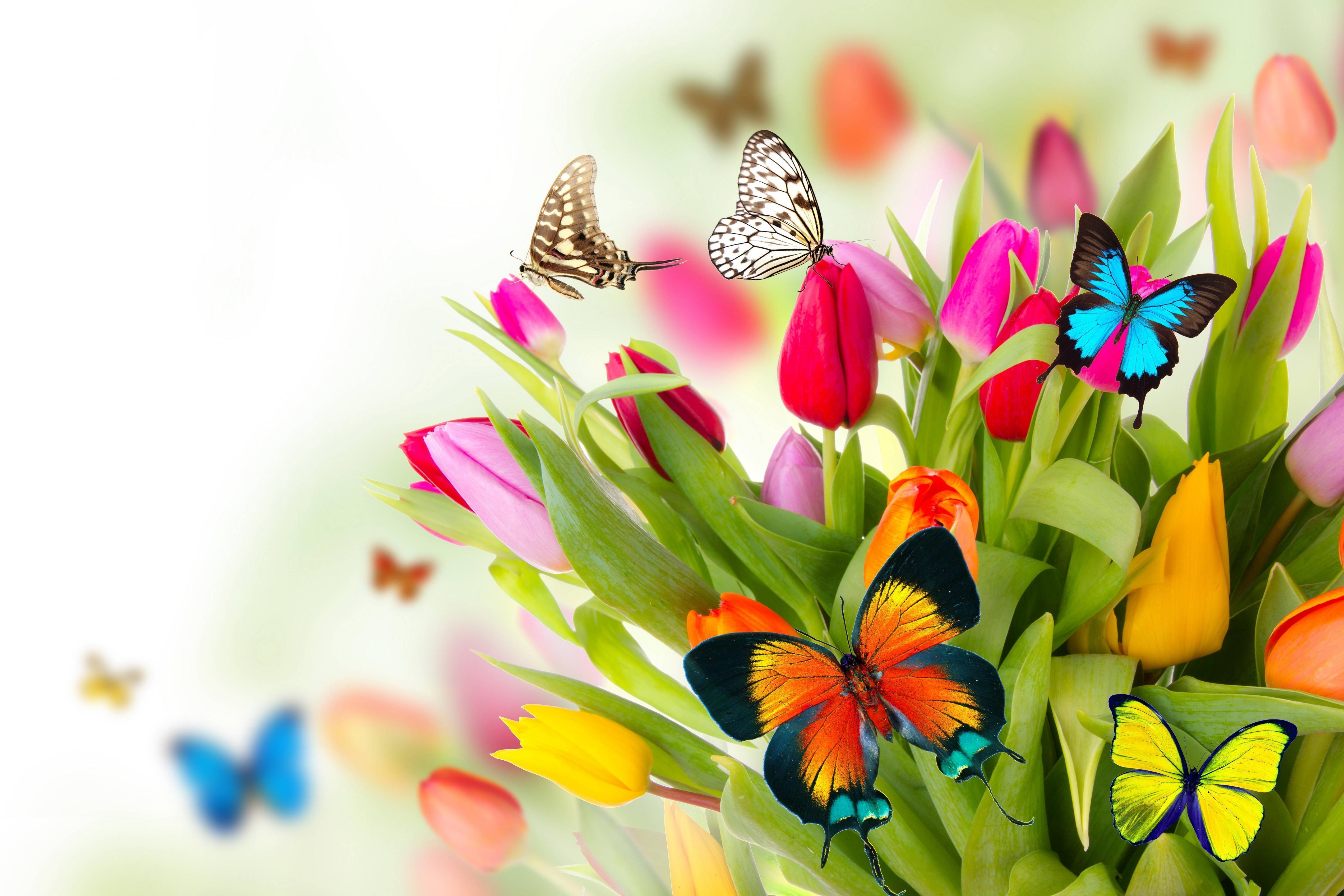 Spring Flowers Desktop Background HD Wallpaper