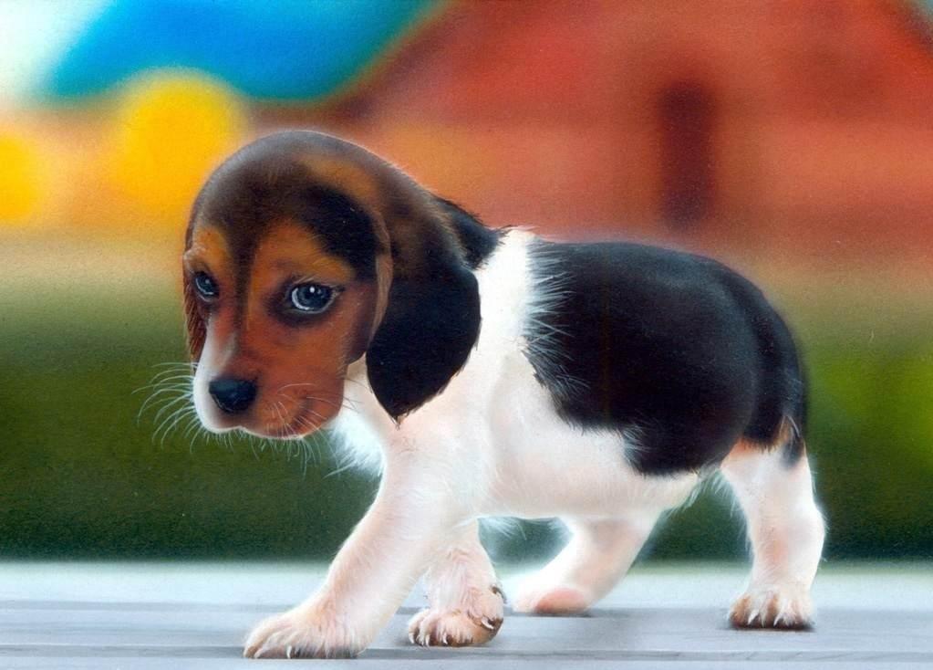 Beagle Puppy Wallpaper 1023x734PX Wallpaper Puppy