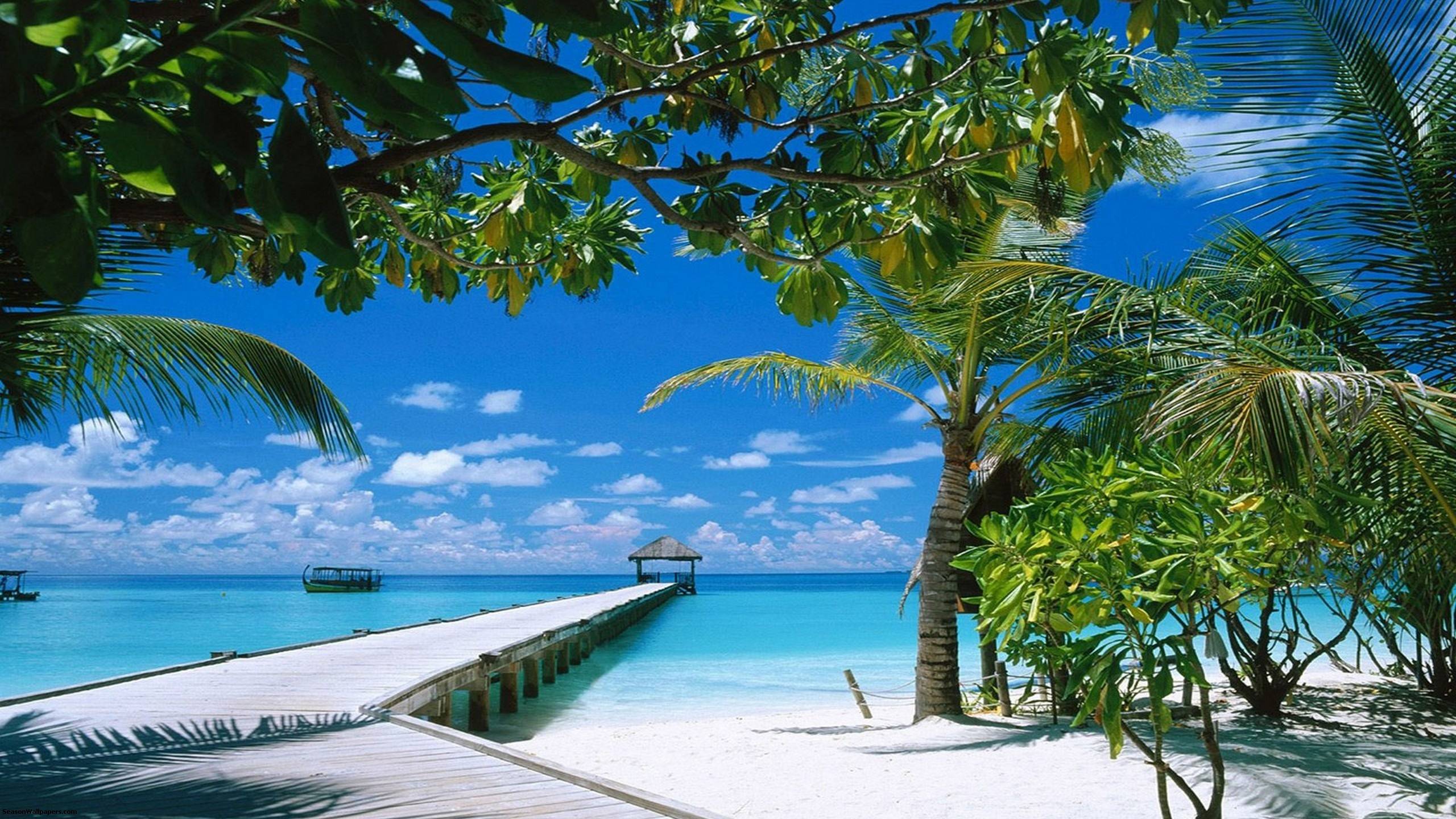 Wallpaper 2560x1440 azur sea with palm trees and a long dais