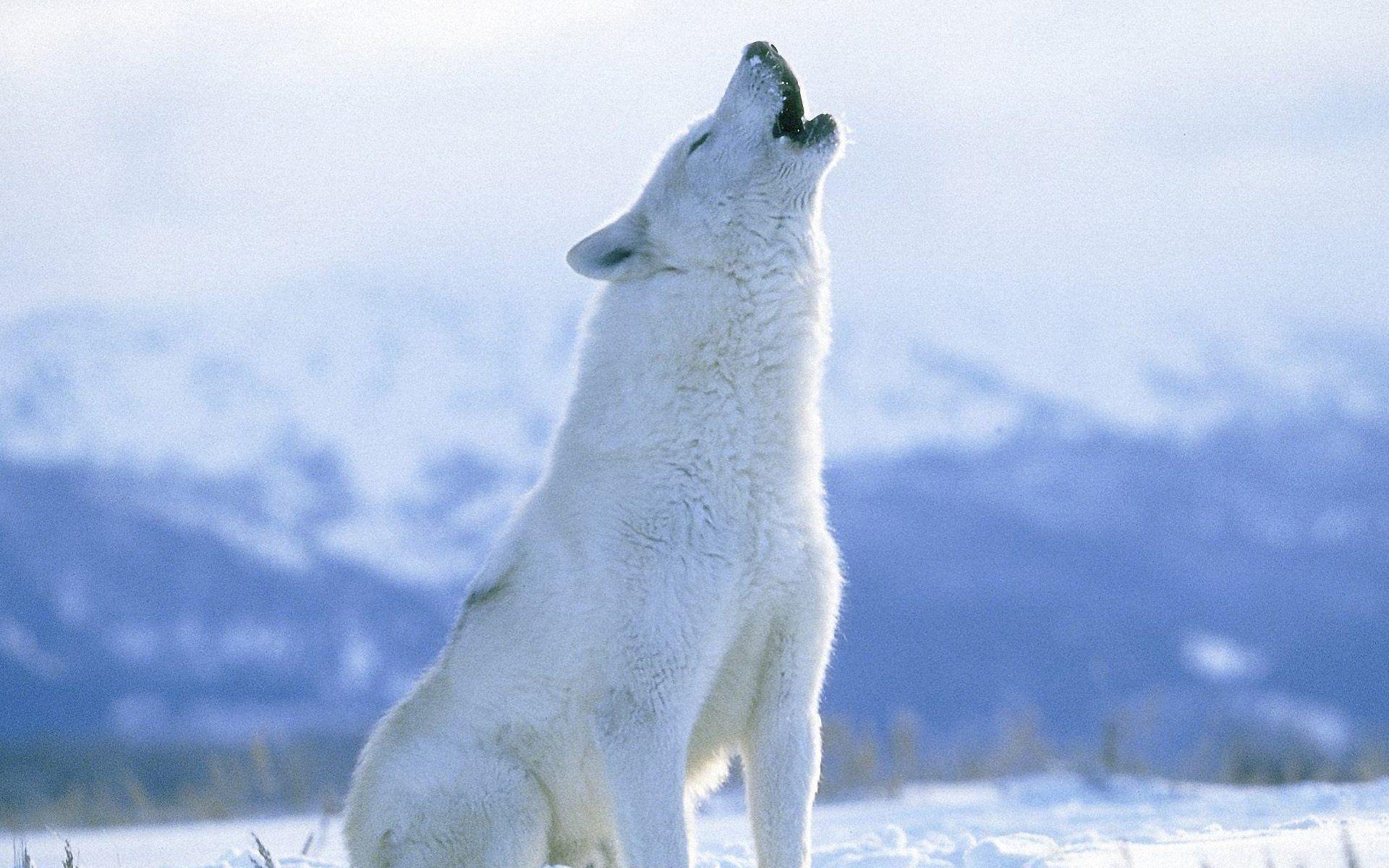 Arctic Wolf Wallpaper_100709 1920x1200 Wolf Animal HD Free