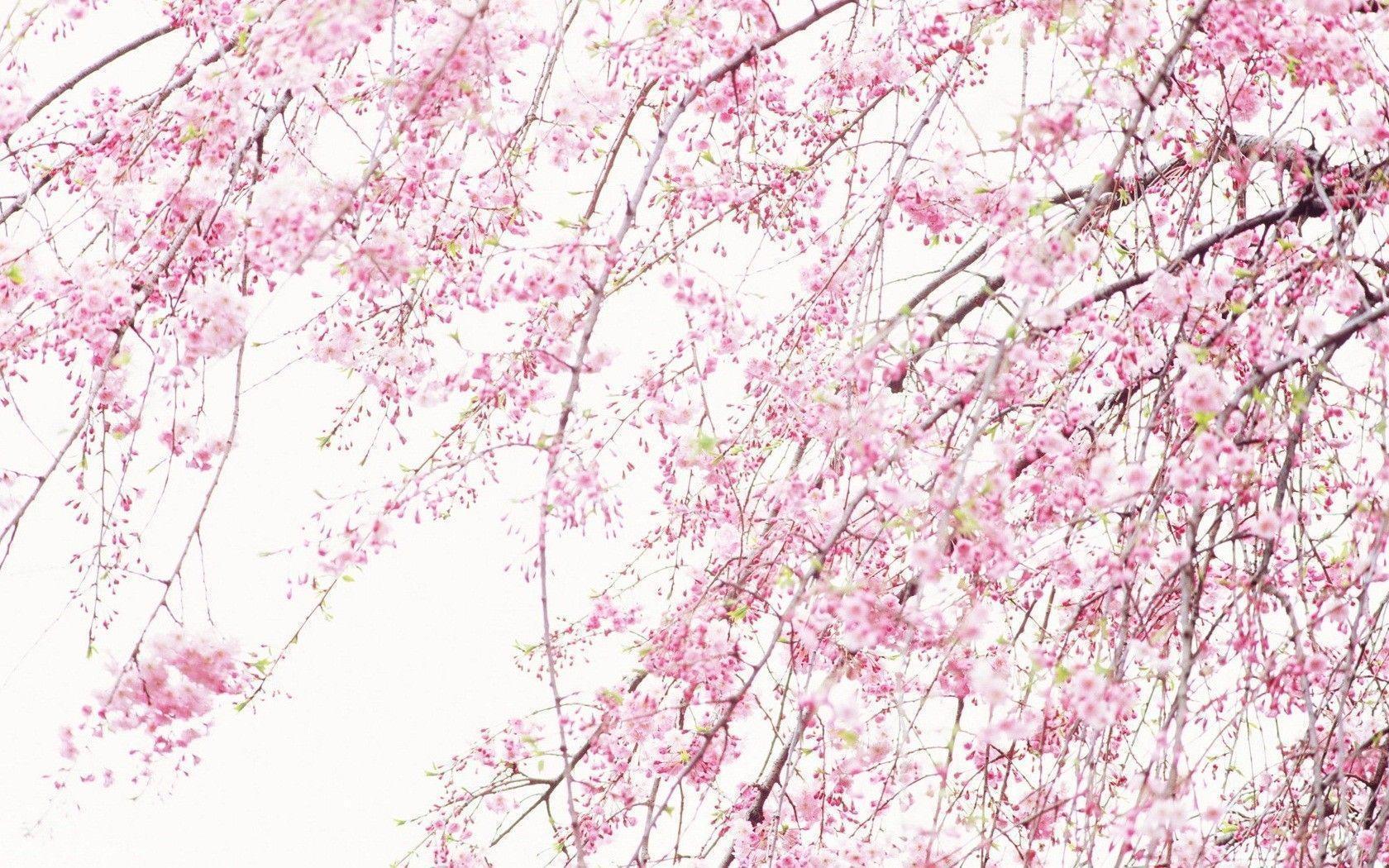 Download Nature Pink Wallpaper Wallpoper 1680x1050PX Pink Nature