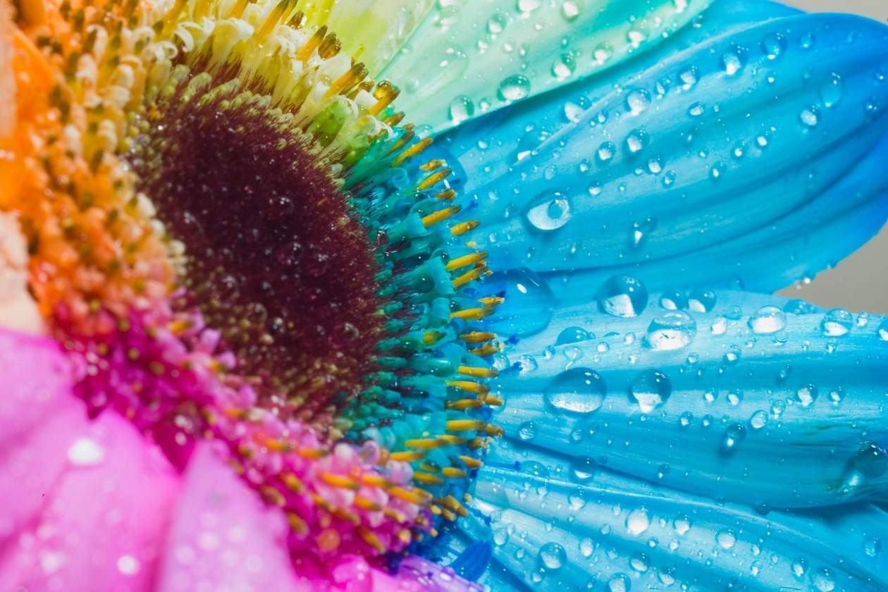 Nice Happy Flowers Wallpaper HD Wallpaper & Background flowers
