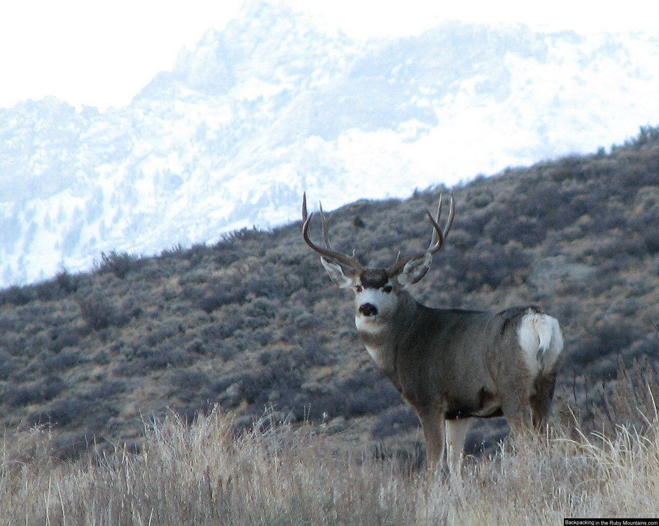 Wallpaper of the Ruby Mountains