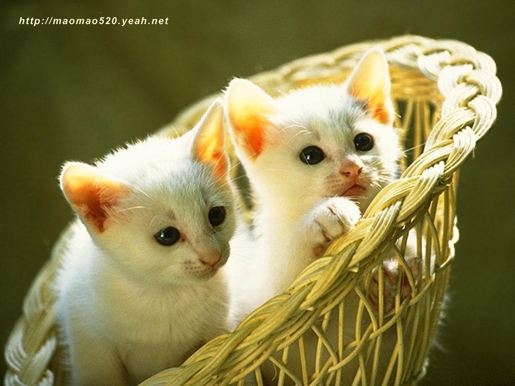 Cute Kitten Wallpaper