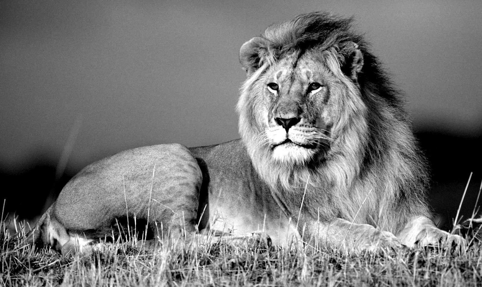 black and white wallpaper HD lion screensavers. walljpeg