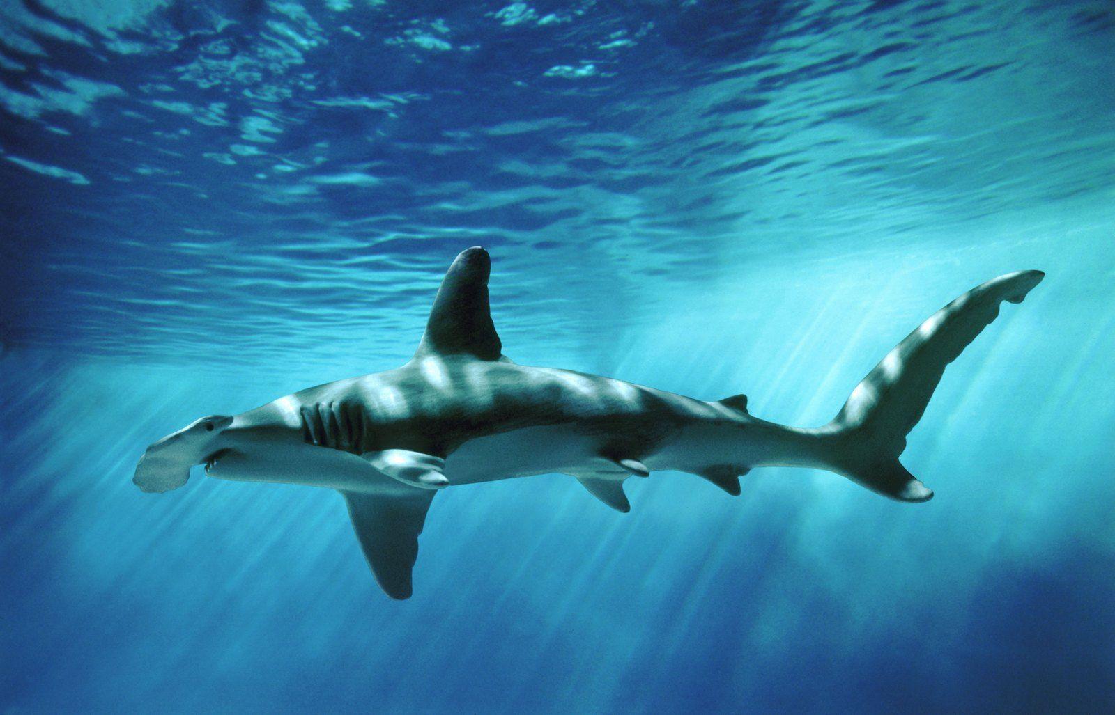 Hammerhead Sharks Wallpaper