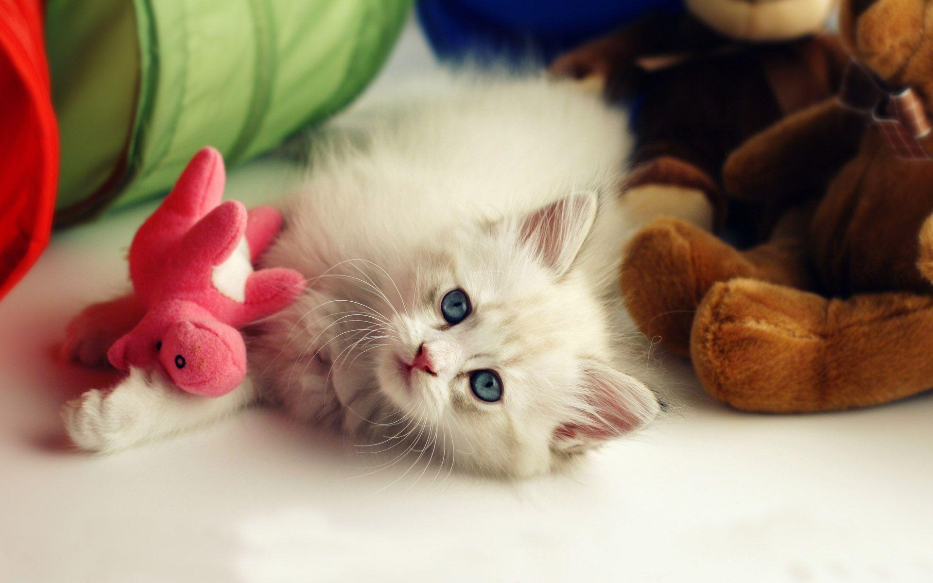 White Cute Cat Wallpaper Download Wallpaper. High