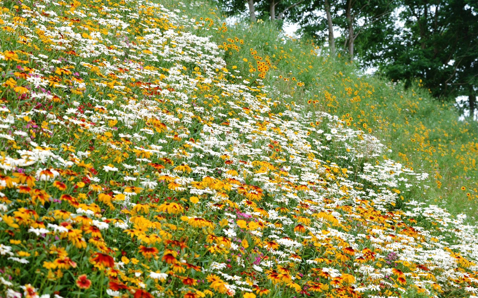 Summer Flowers wallpaper