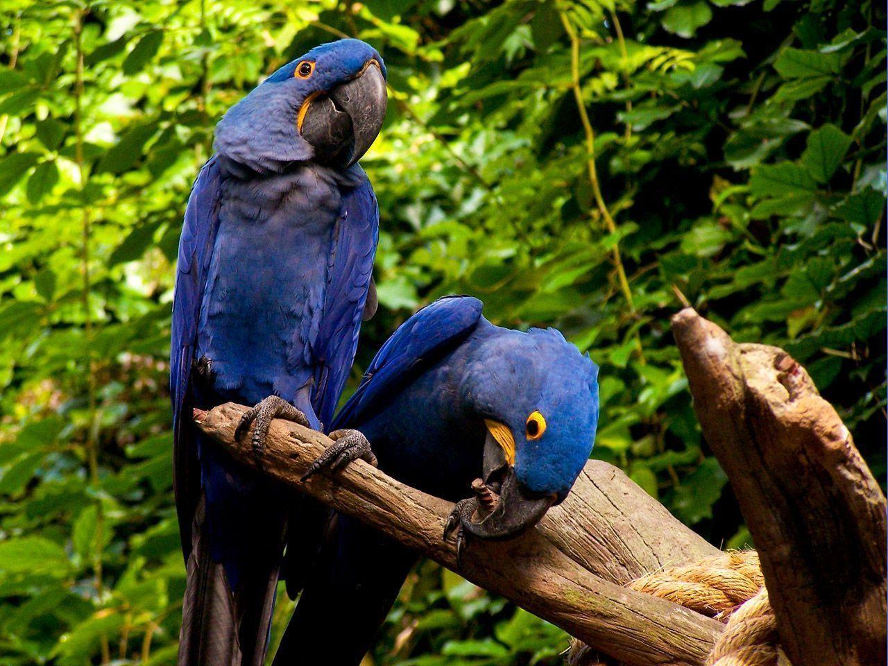 Download Couple Macaw Parrot Birds Desktop HD Wallpaper