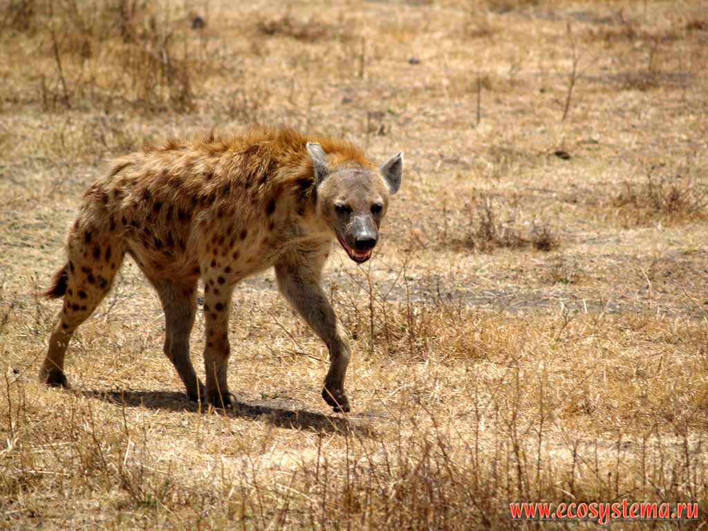 Spotted Hyena Pictoral