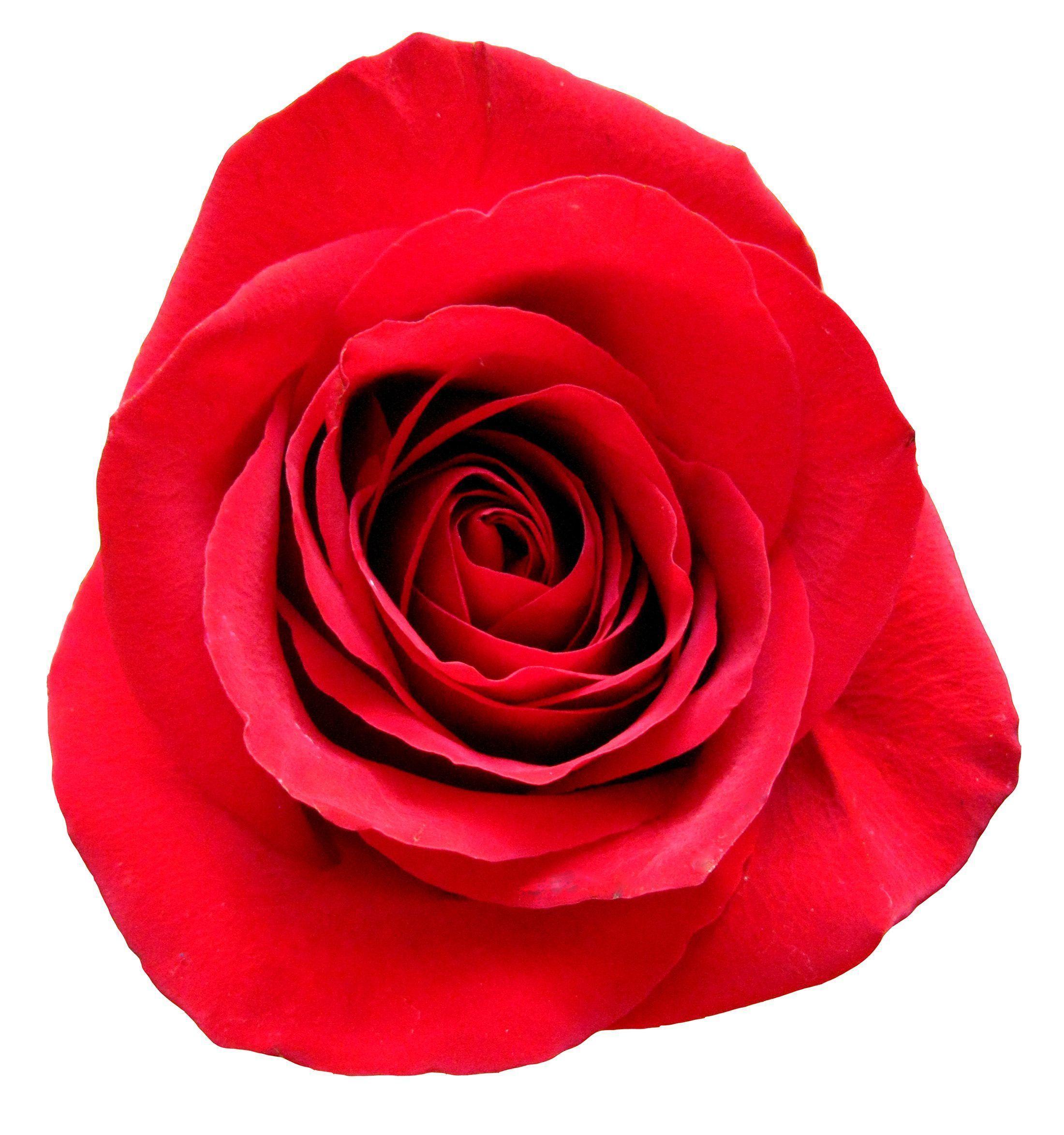Red Rose White Background