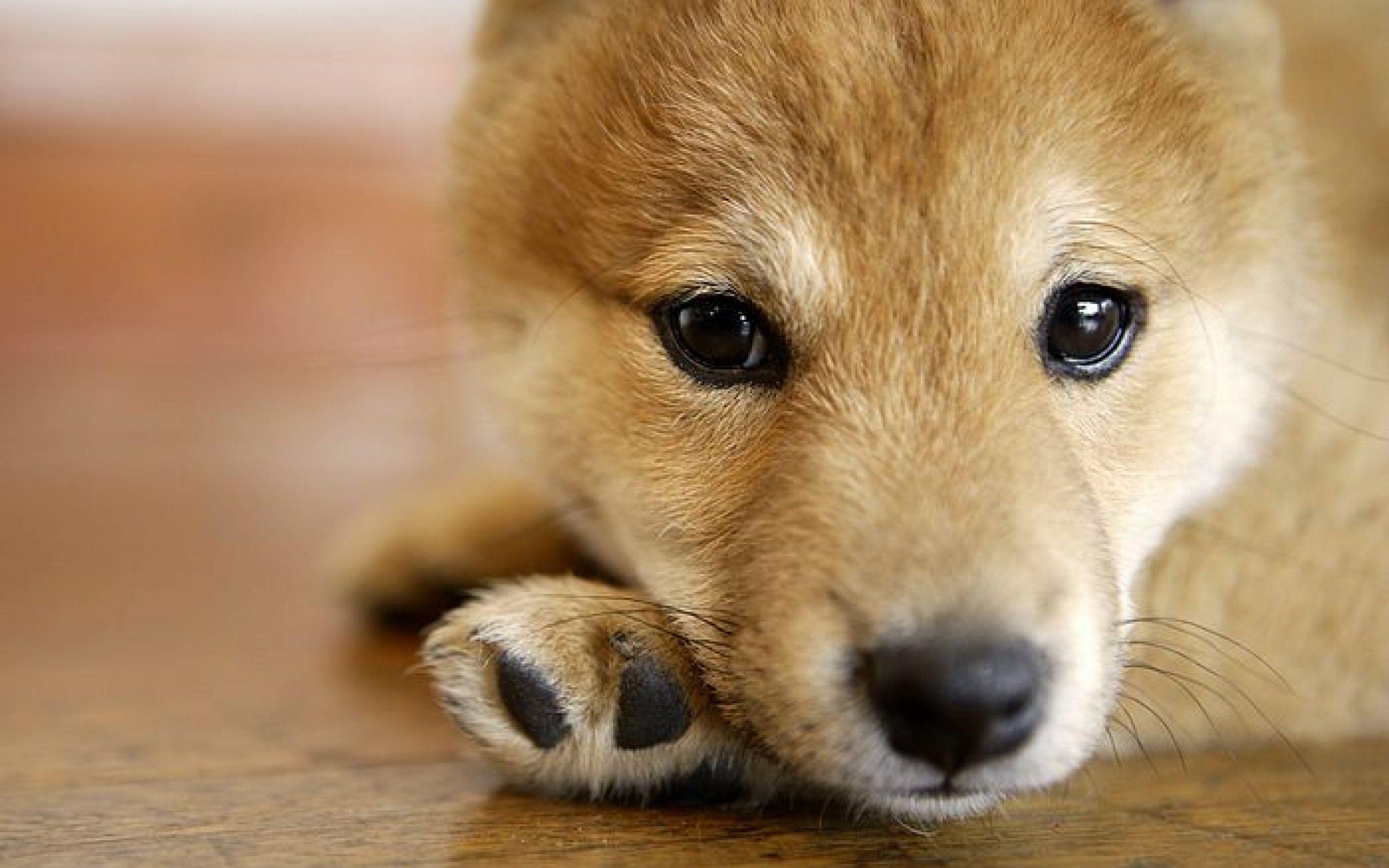 Shiba Inu Wallpapers - Wallpaper Cave