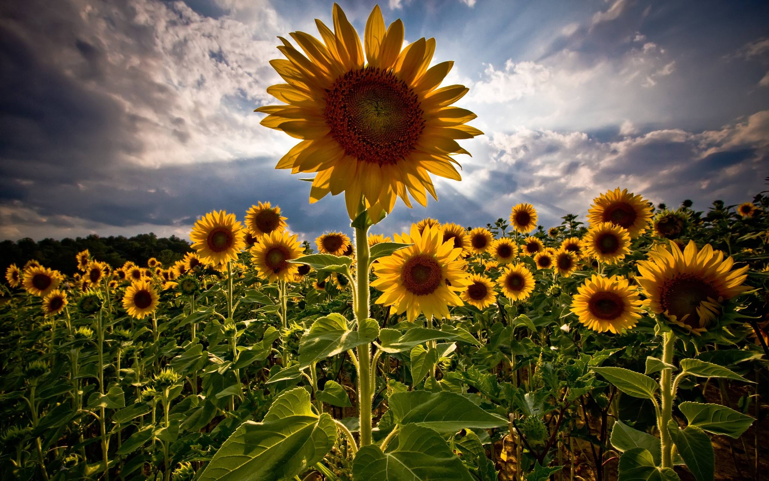 Download Sunflowers Wallpaper Flowers Nature Wallpaper 2560x1600
