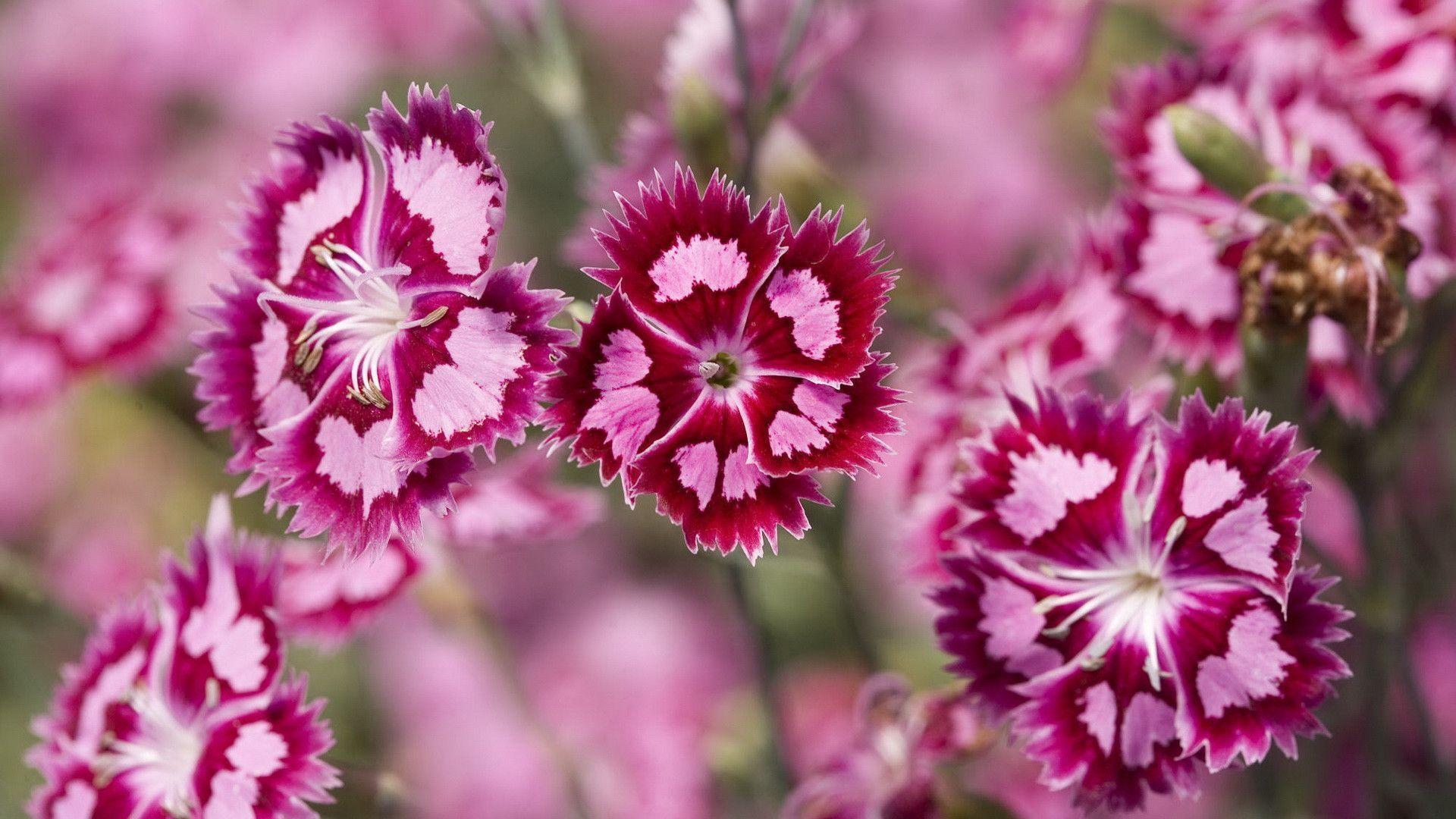 Pink Flowers HD Wallpaper 15