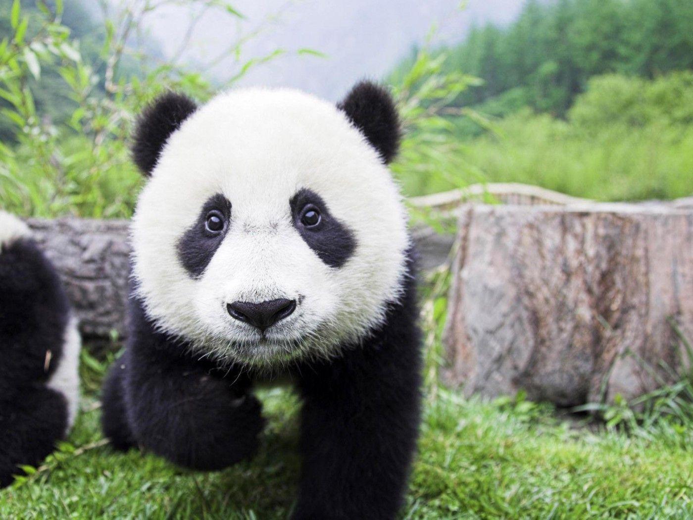 Cute Baby Panda Wallpapers 50 Wallpapers Adorable Wal