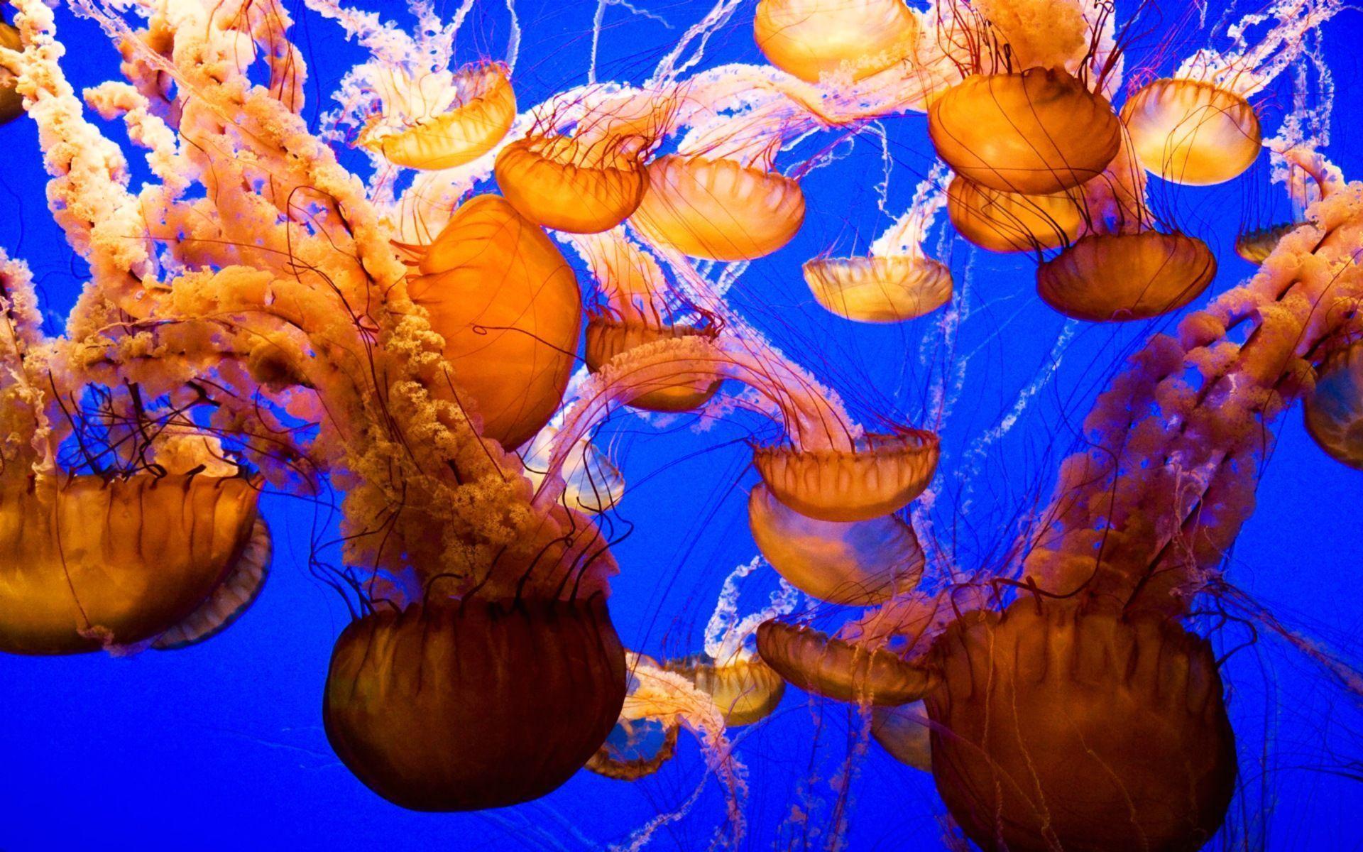 jellyfish monterey aquerium Wallpaper Background