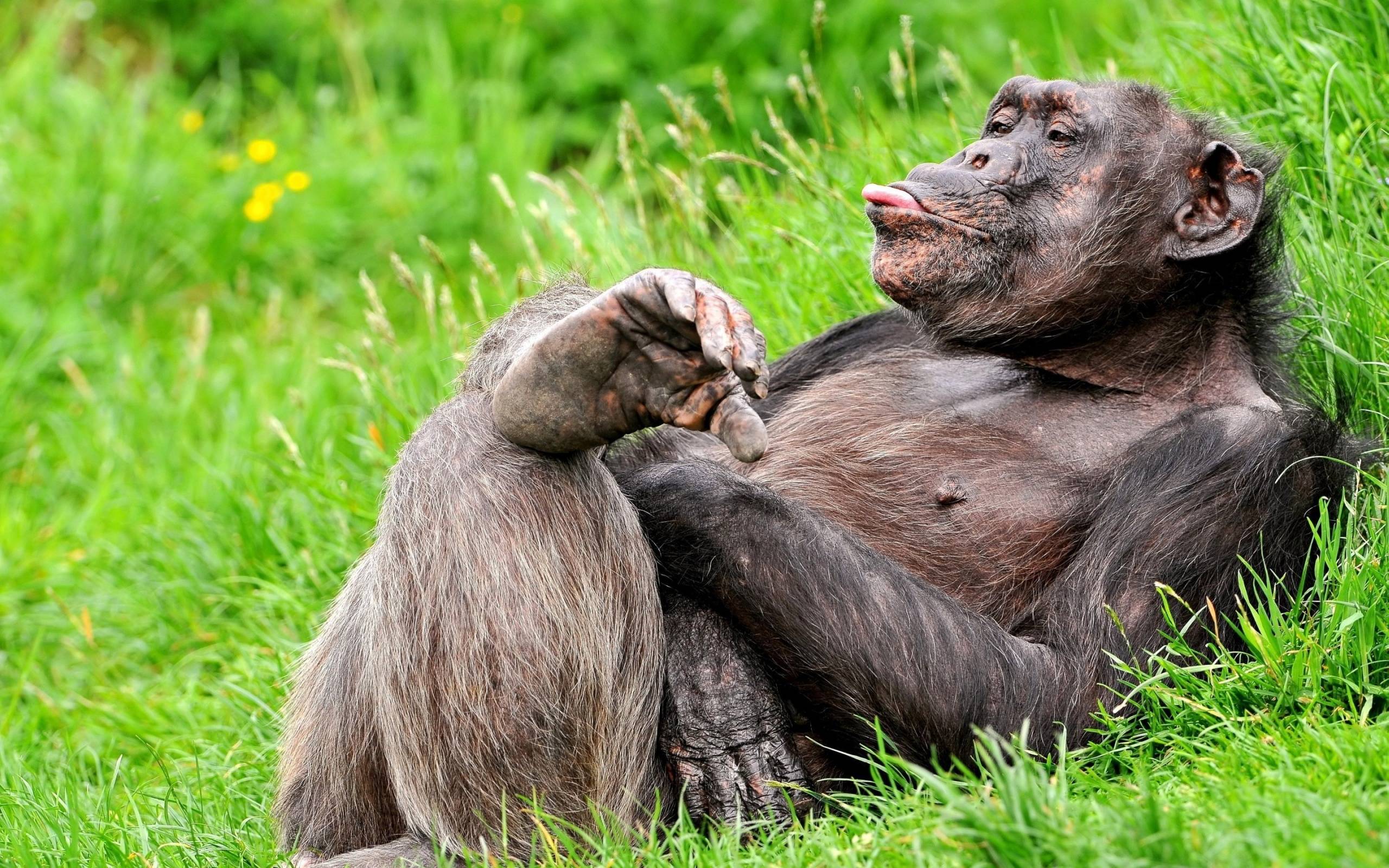 Funny chimpanzee Wallpaper