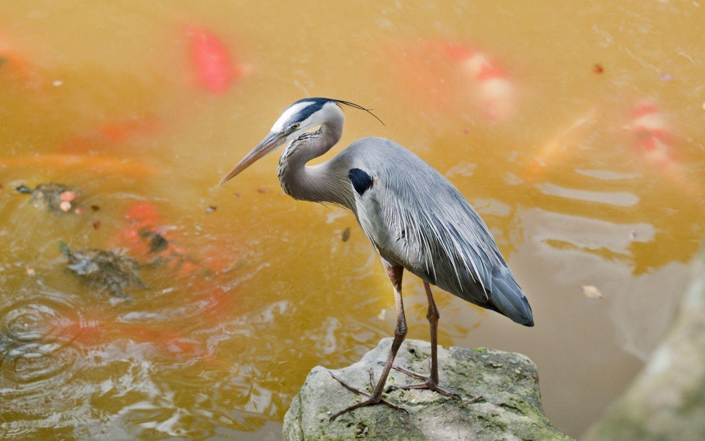 Heron And Koi Carp Windows 8 Wallpaper. Windows 8 Nature Themed