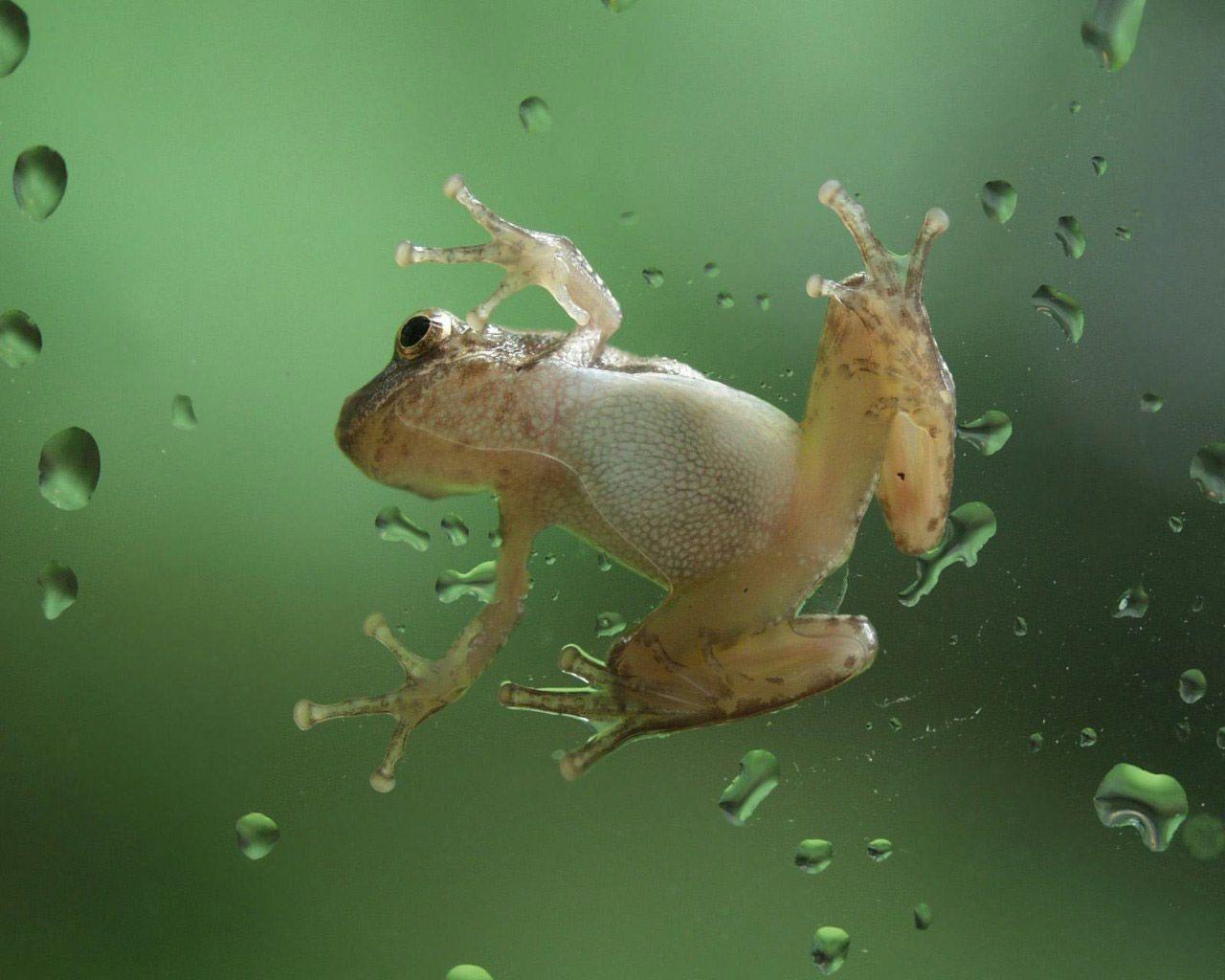Desktop Wallpaper · Gallery · Animals · Australian frog. Free