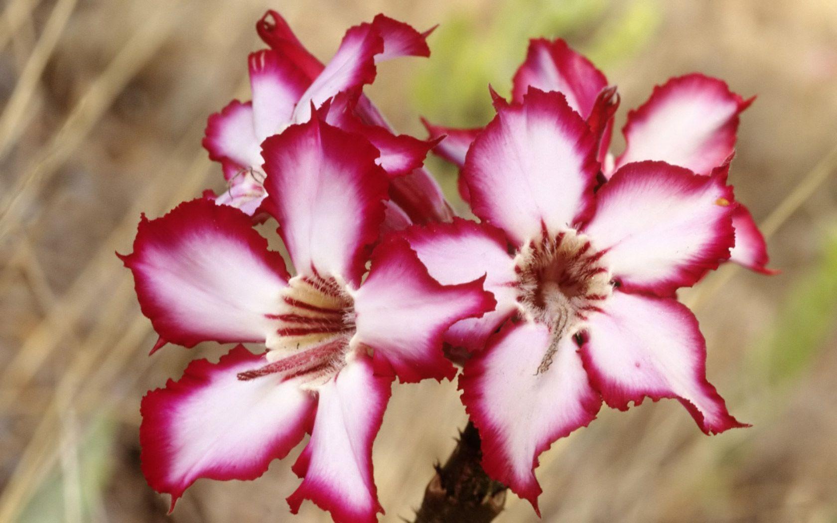Free Flower Desktop Wallpaper and Background
