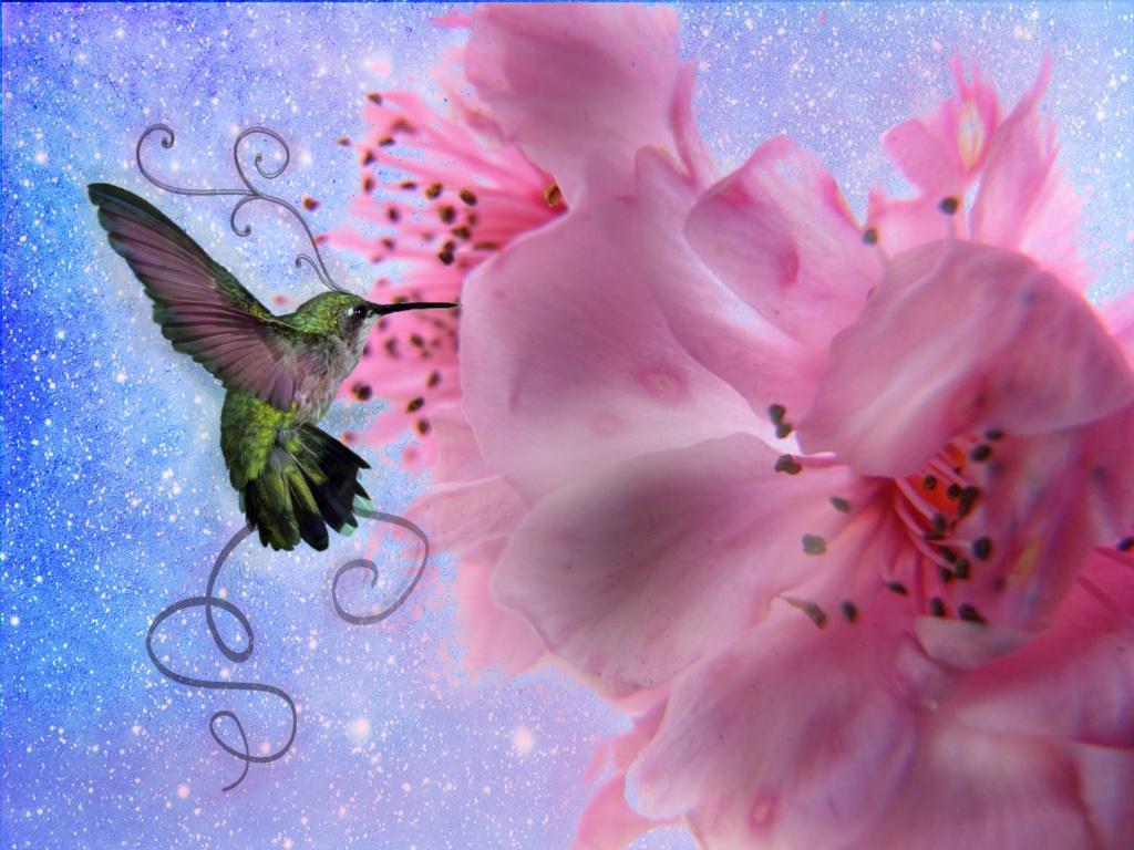 Animals For > Pretty Hummingbirds Wallpaper