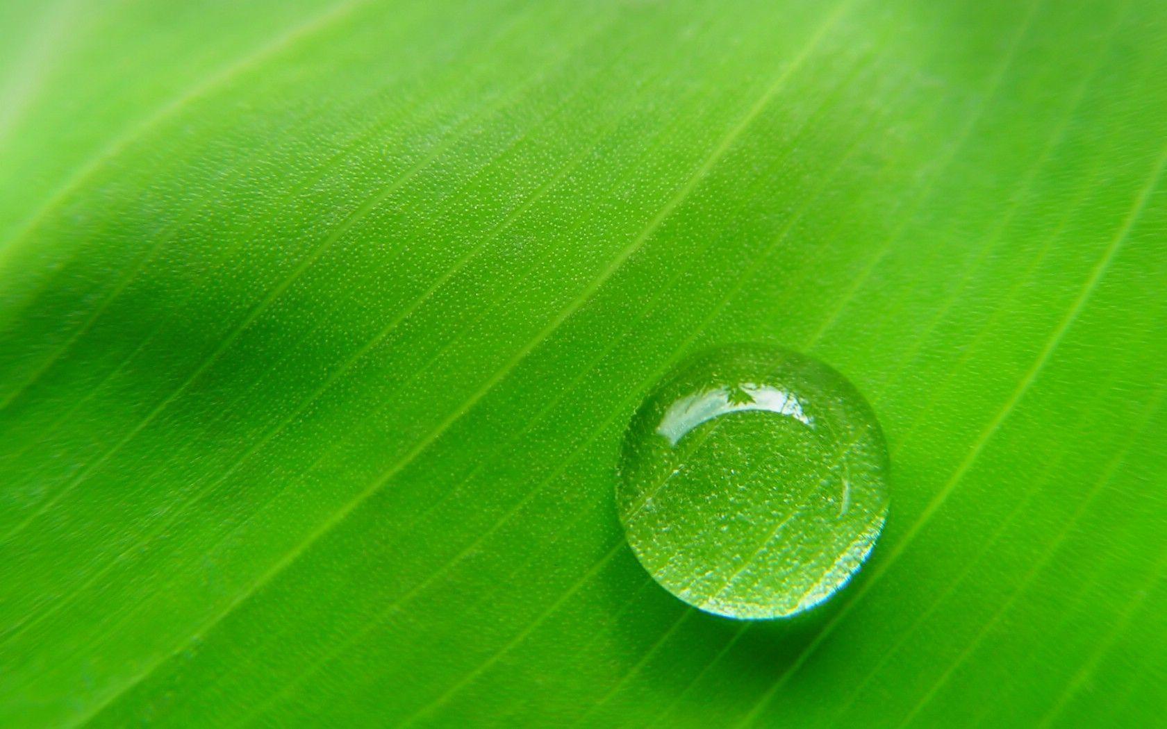 The Image of Green Leaves Plants Water Drops R1 1680x1050 HD