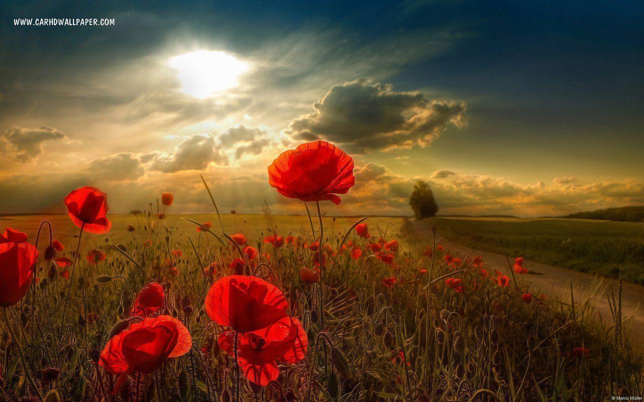 Hd Wallpaper 1080p Mac 22985 HD Wallpaper. pictwalls