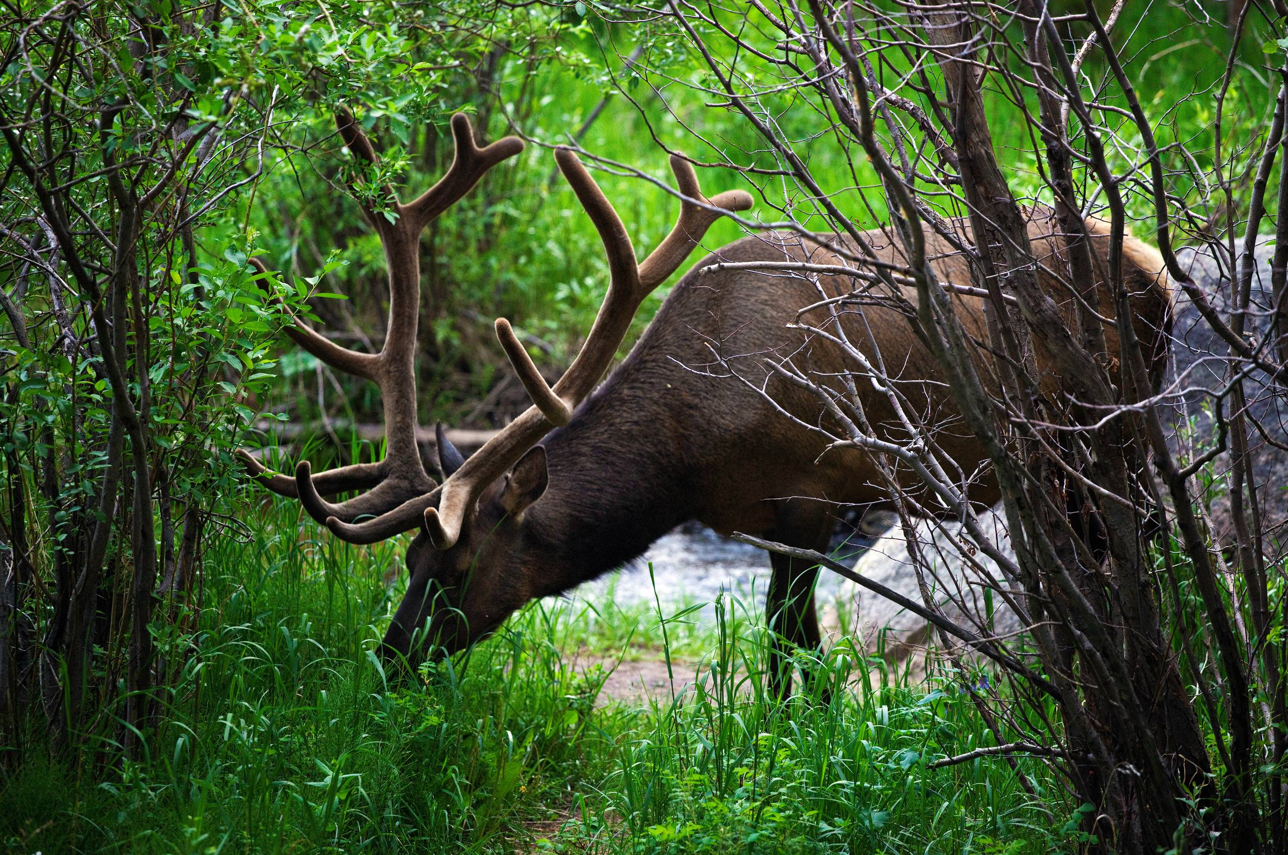 Download Elk Wallpapers 17608 2560x1700 px High Resolution