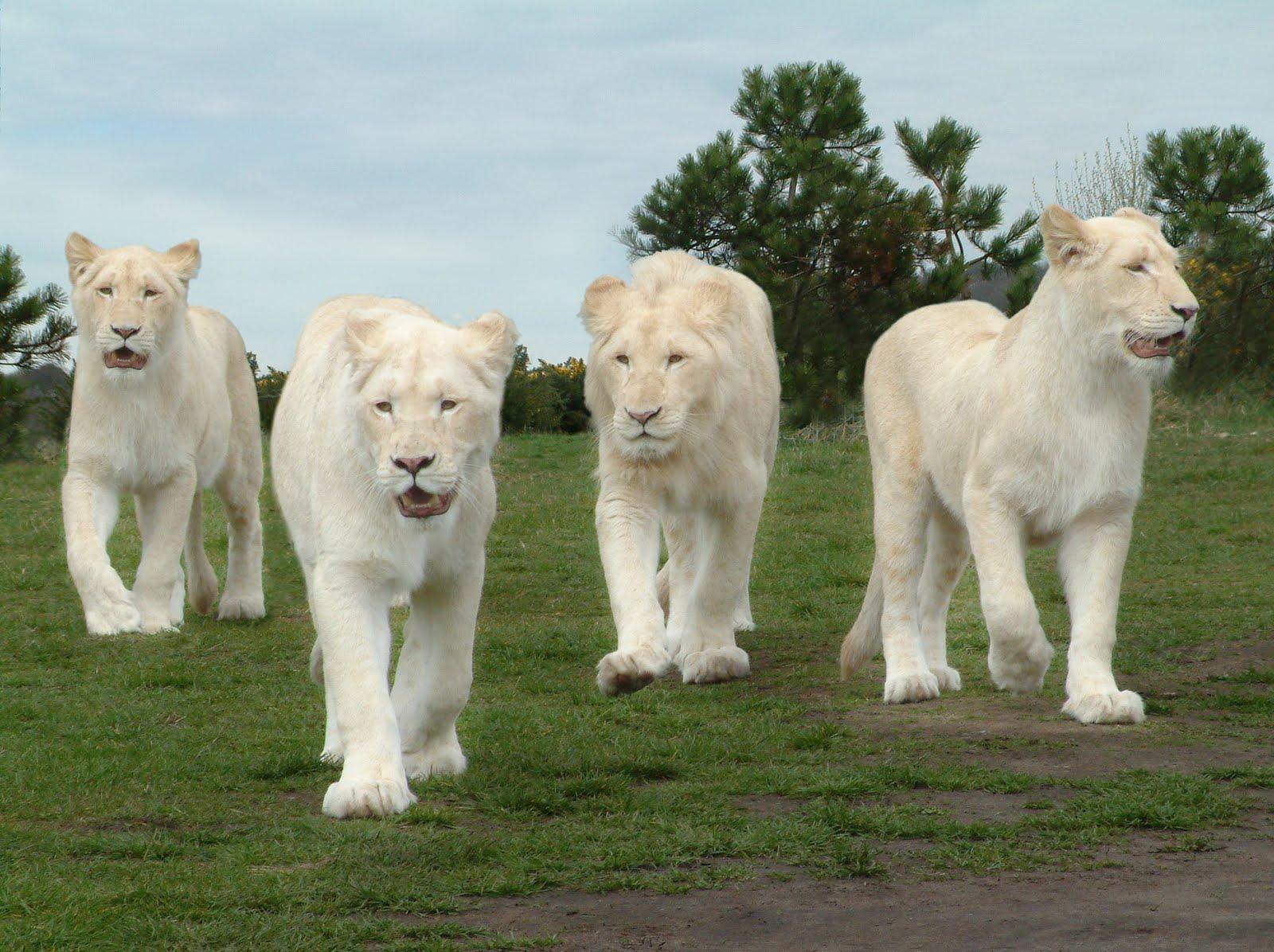 Beautiful White Lion Wallpaper Free