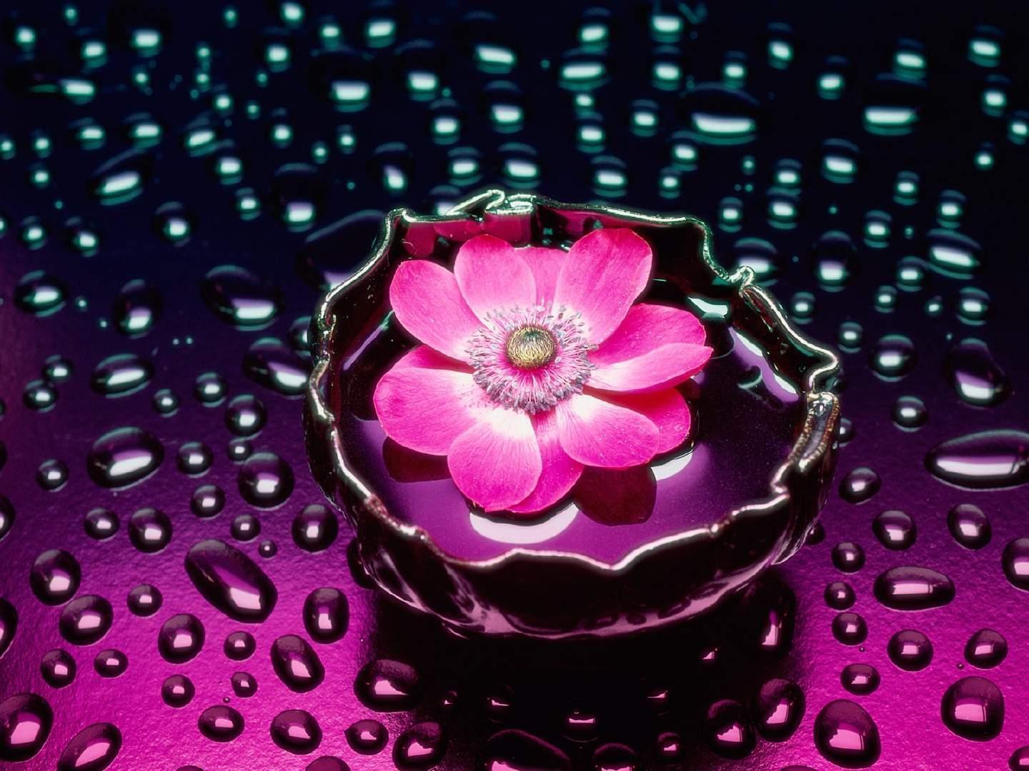 Pink flower with drops HD wallpaper free desktop background