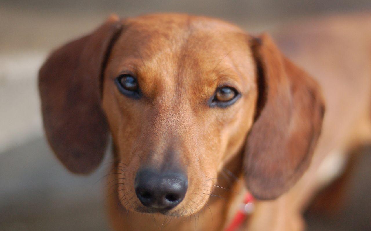 Dogs Wallpaper Blog Archive Dachshund Close Up Face Wallpaper