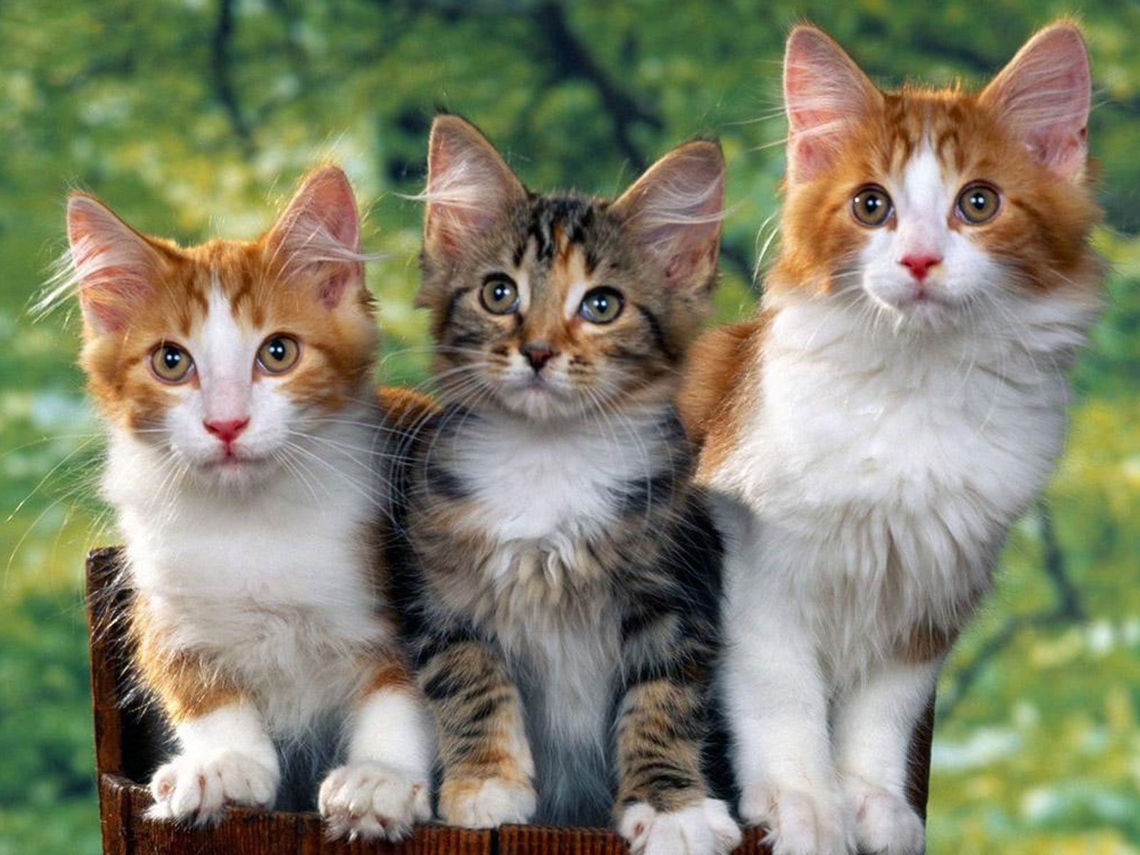 Free wallpaper Three kittens
