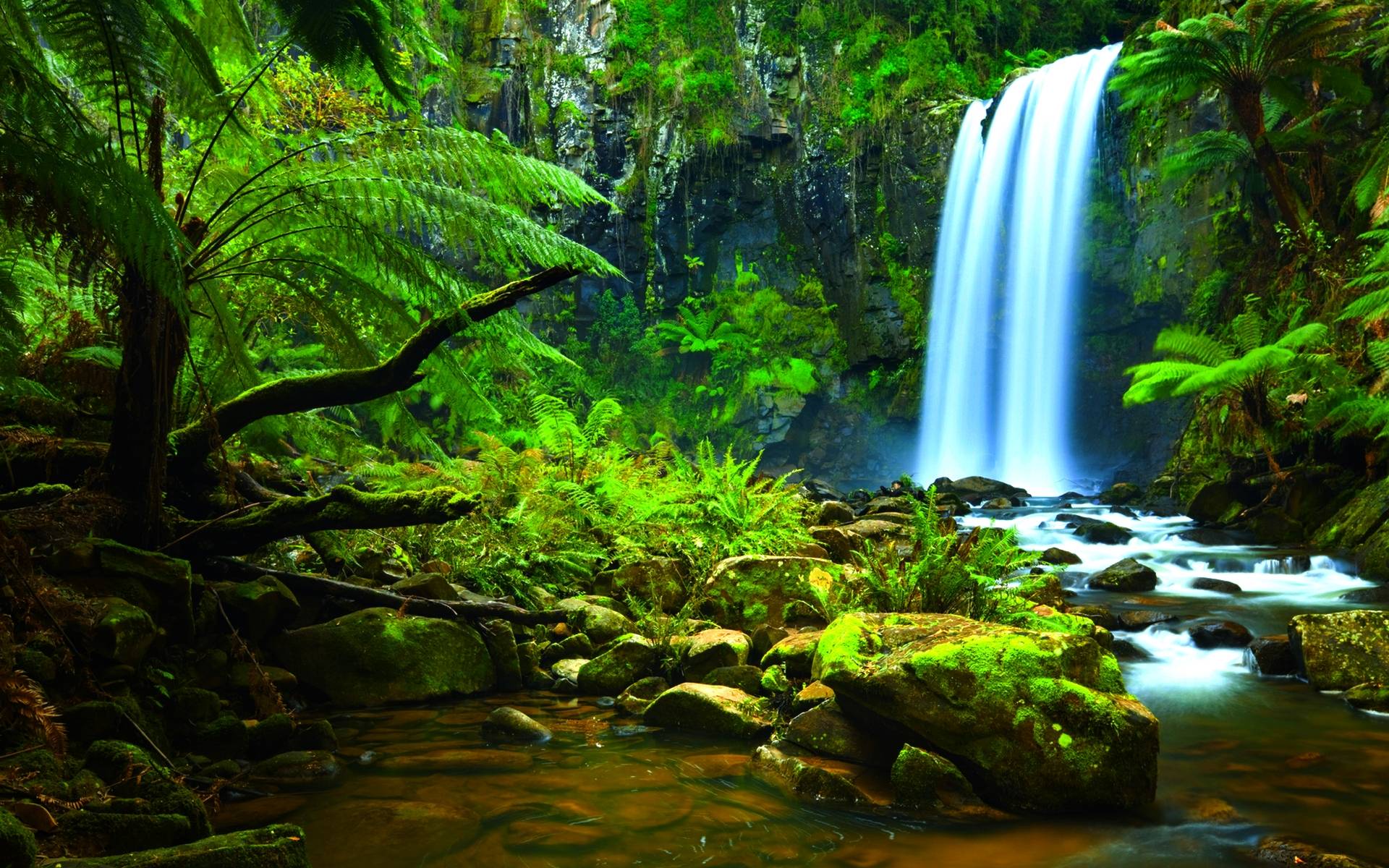 Amazon Rainforest HD Background Desktop Wallpaper. iWallDesk
