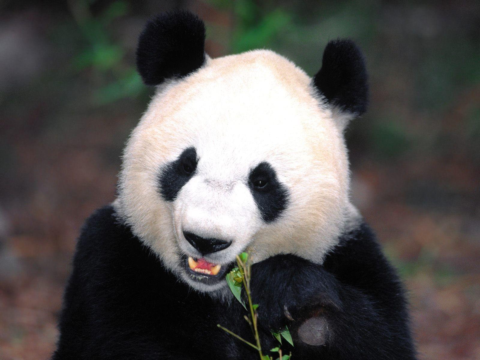 animals panda bears HD Wallpaper of Wild Animal. HD Wallpaper
