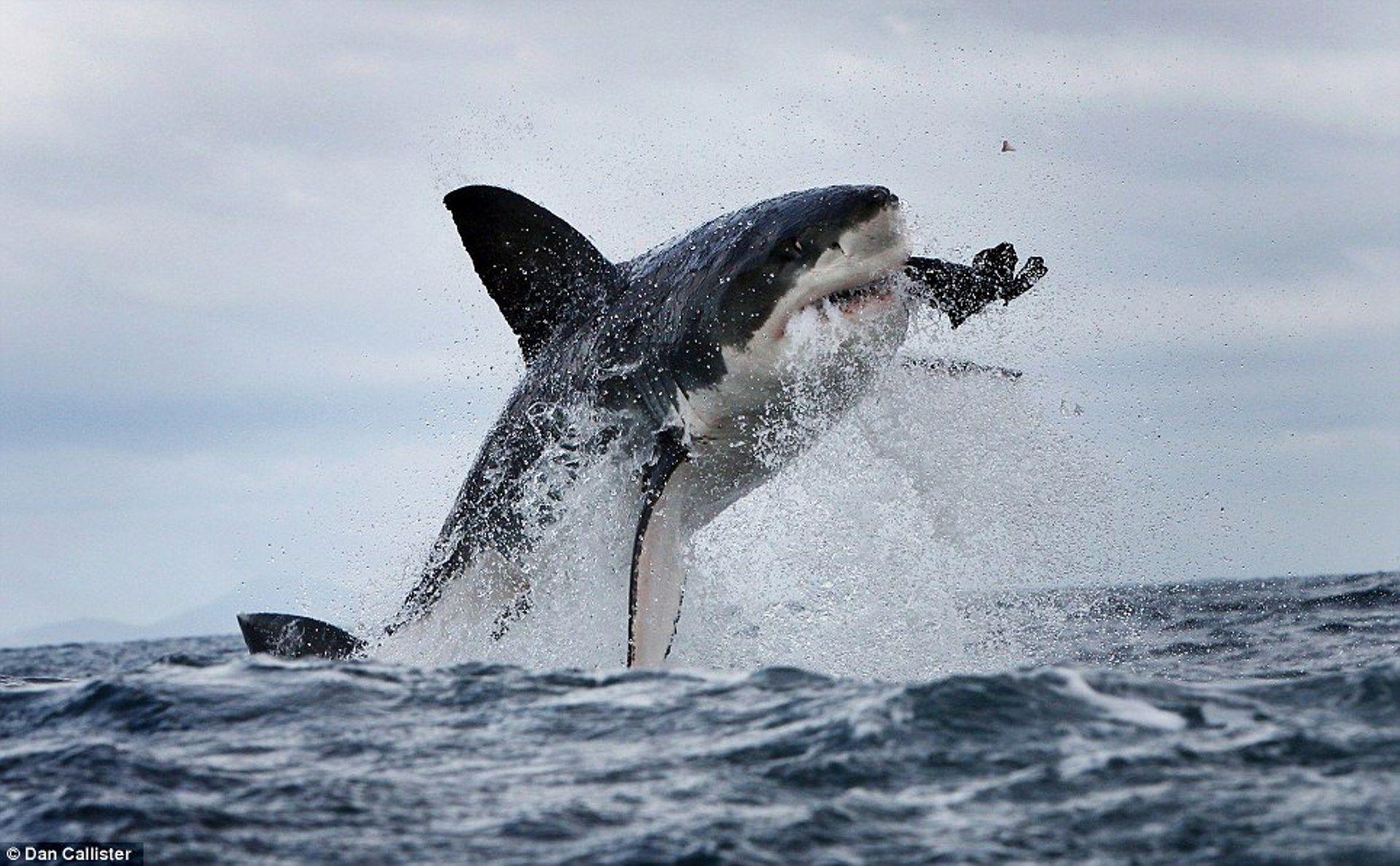 Great White Shark Jumping « Desktop Background Wallpaper HD