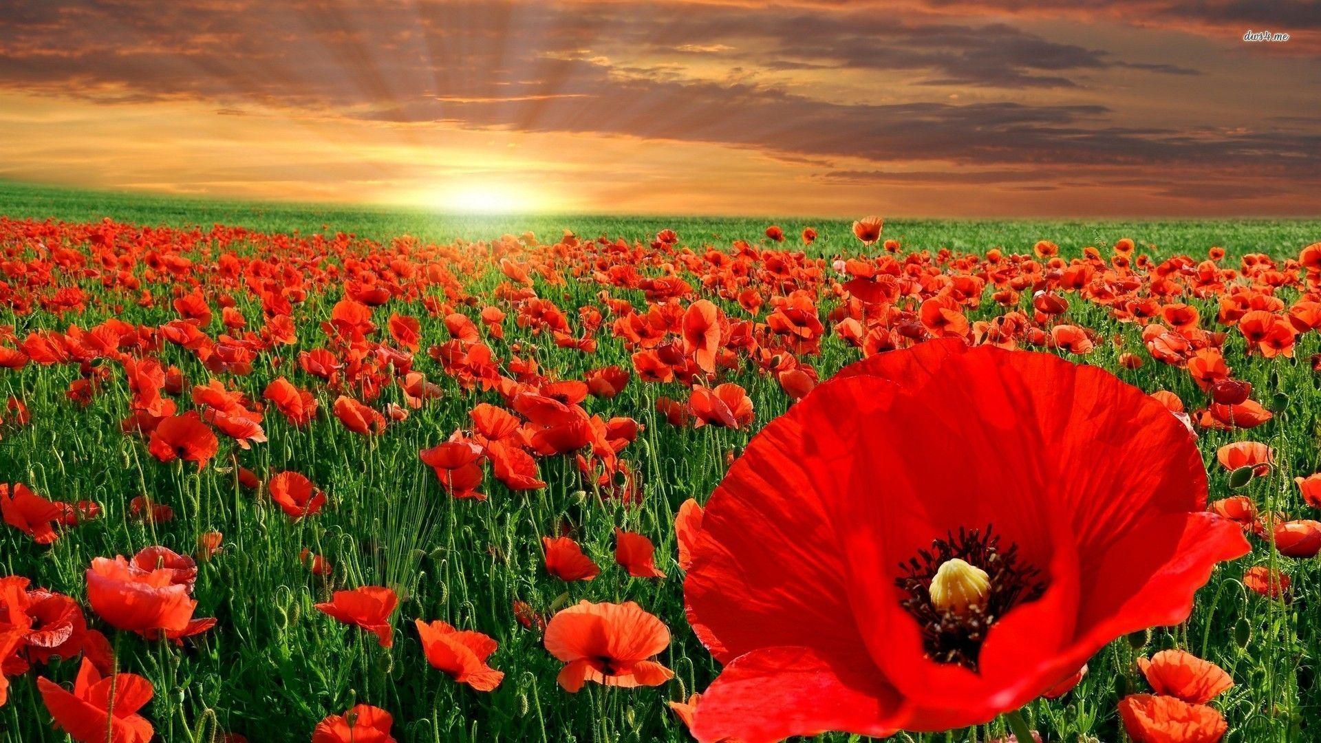 image For > Red Poppy Flower Field