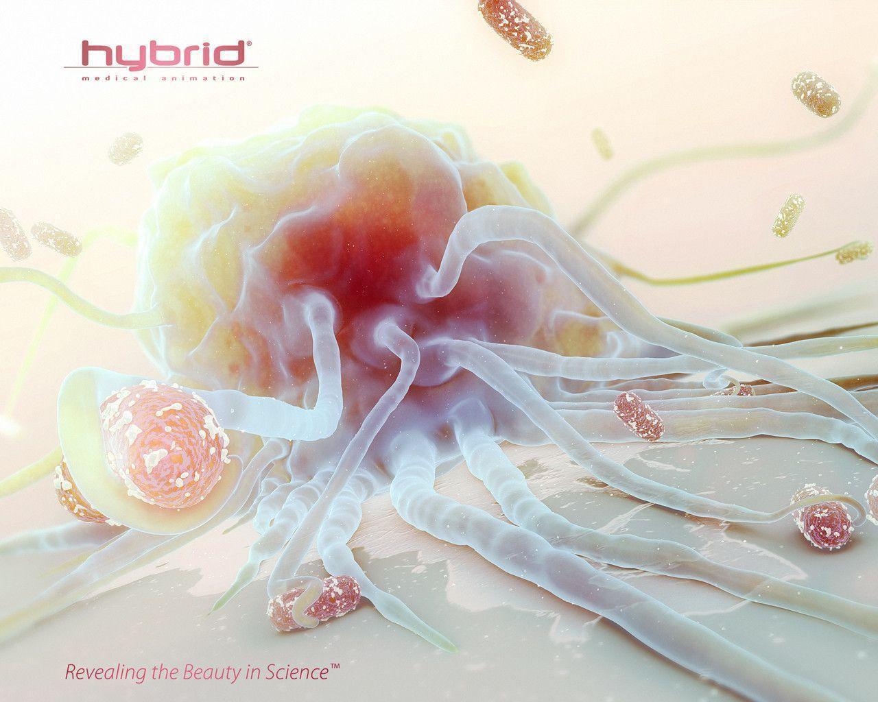 Hybrid Medical Animation Desktop Wallpaper