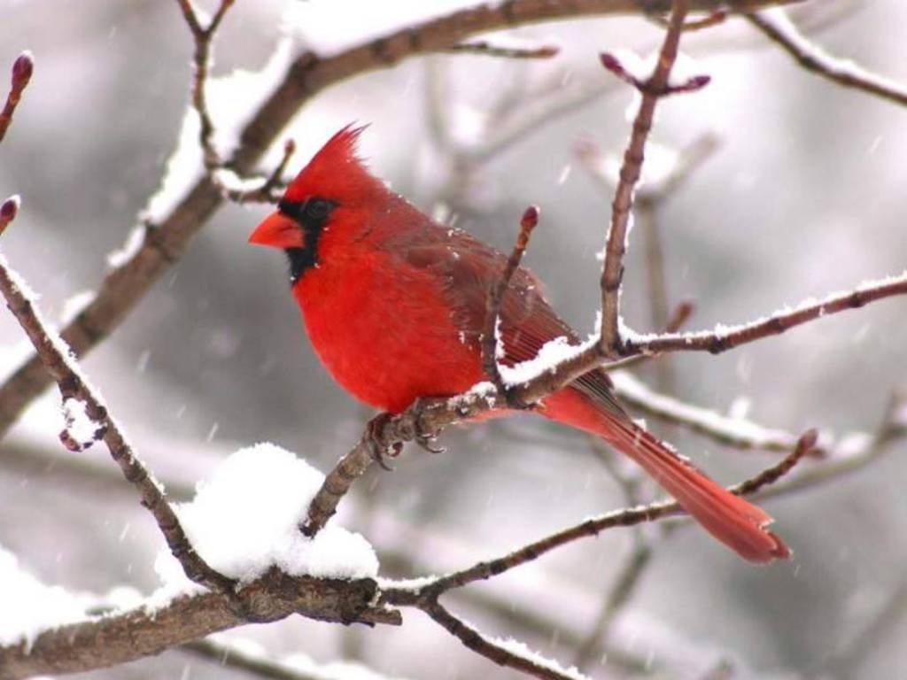 Amazon.com: Kanworse Northern Cardinal in Winter Canvas Print Wallpaper  Wall Mural Self Adhesive Peel & Stick Wallpaper Home Craft Wall Decal Wall  Poster Sticker for Living Room : Tools & Home Improvement