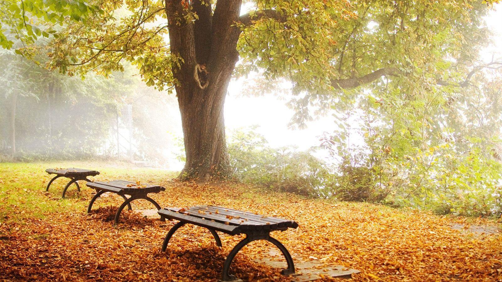 Bench Foggy Nature Wallpaper, Image & Picture. Download HD