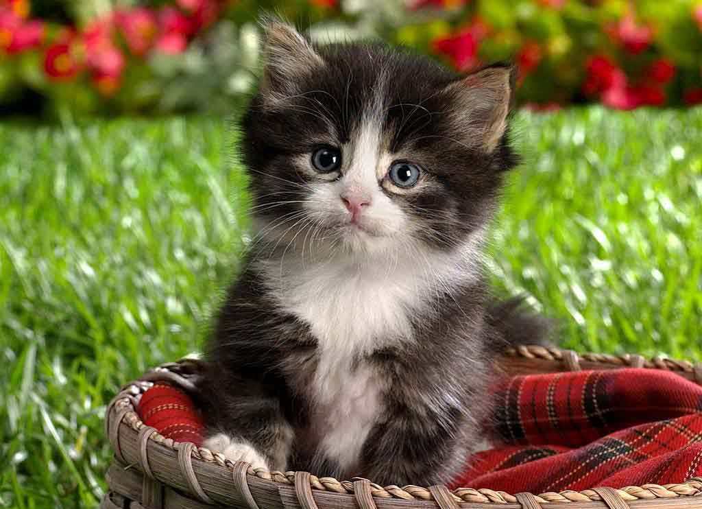 Baby Kitten Wallpaper Animal