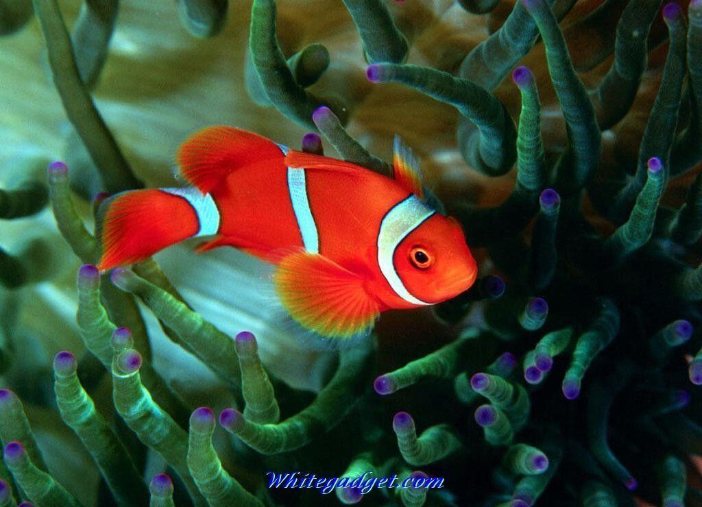 Tropical Fishes Wallpaper. coolstyle wallpaper