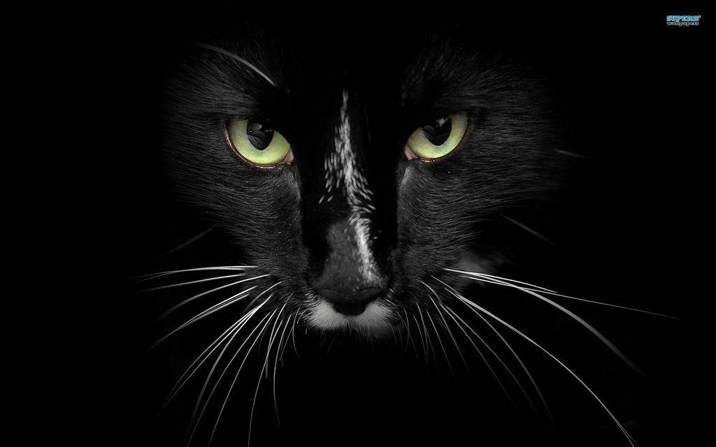 Free Download nice black cat HD p HD background image wallpaper
